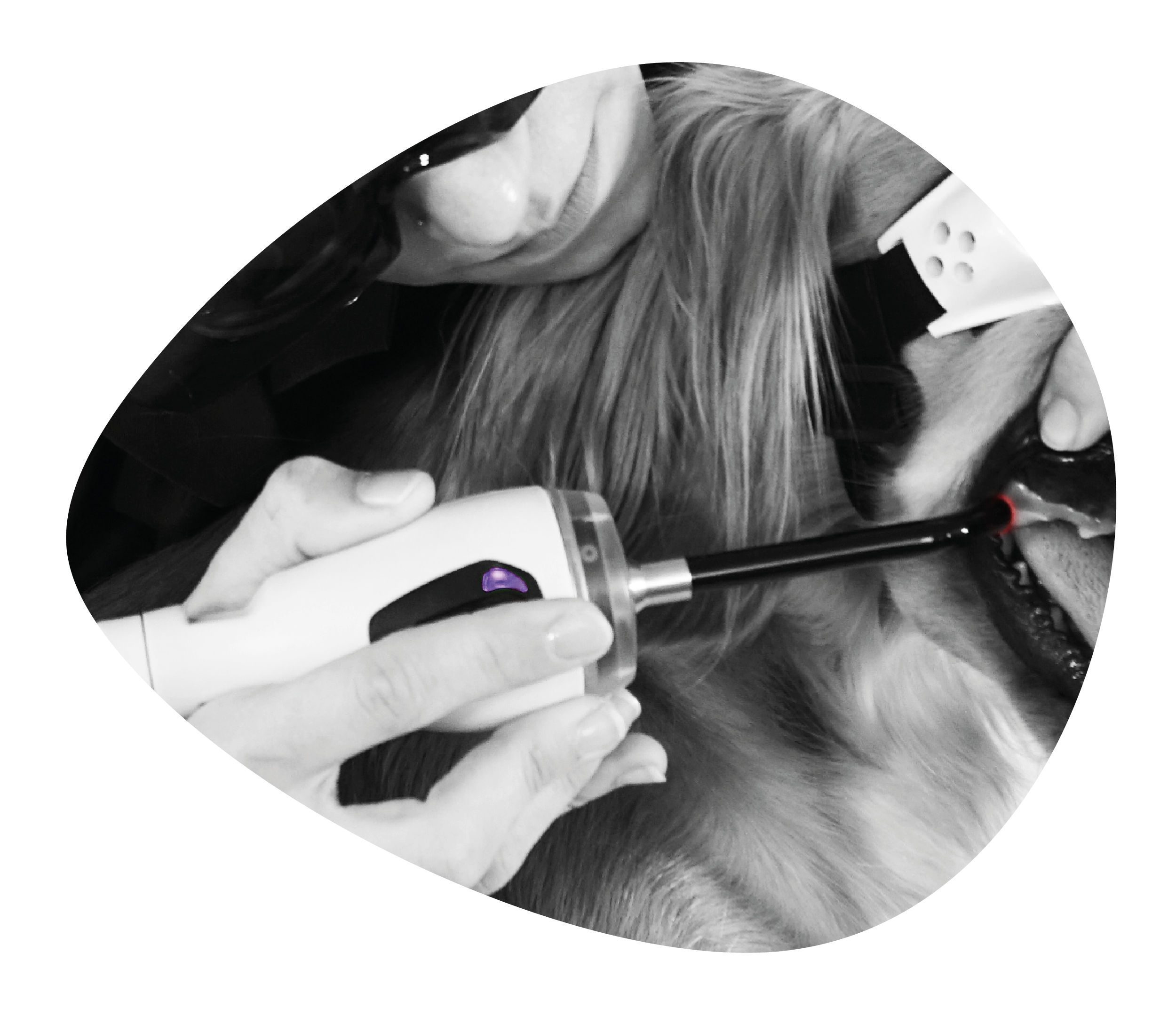 Hund får målrettet laserbehandling med probe til ASA M-VET fra ASAlaser. Præcis og skånsom laserterapi til smertelindring, heling og rehabilitering.