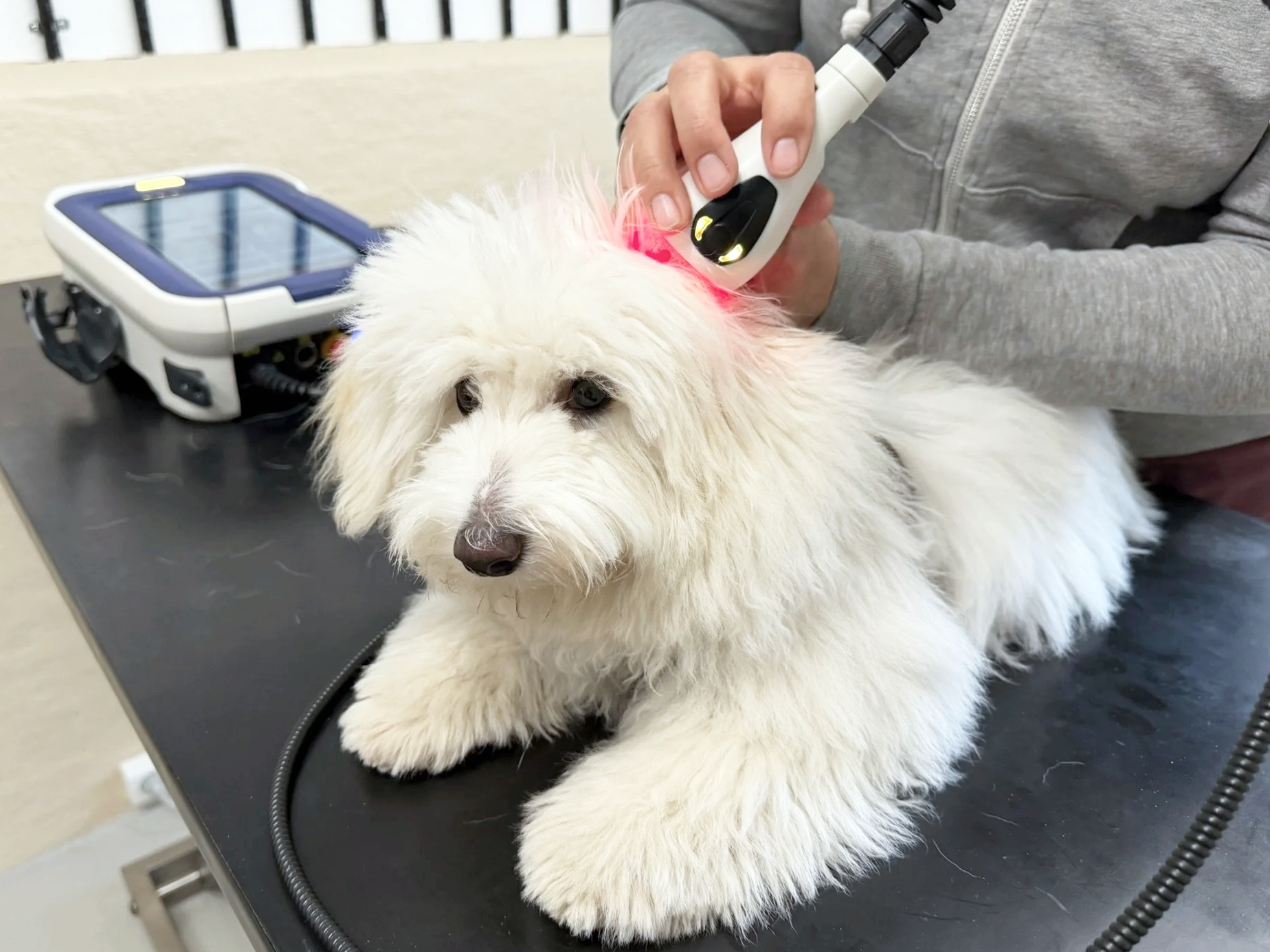 Hvid hund ligger roligt på behandlingsbord, mens der udføres målrettet laserbehandling ved hovedet med håndholdt ASAlaser udstyr. Billedet viser veterinær MLS-laserterapi som en skånsom behandlingsform til dyr.