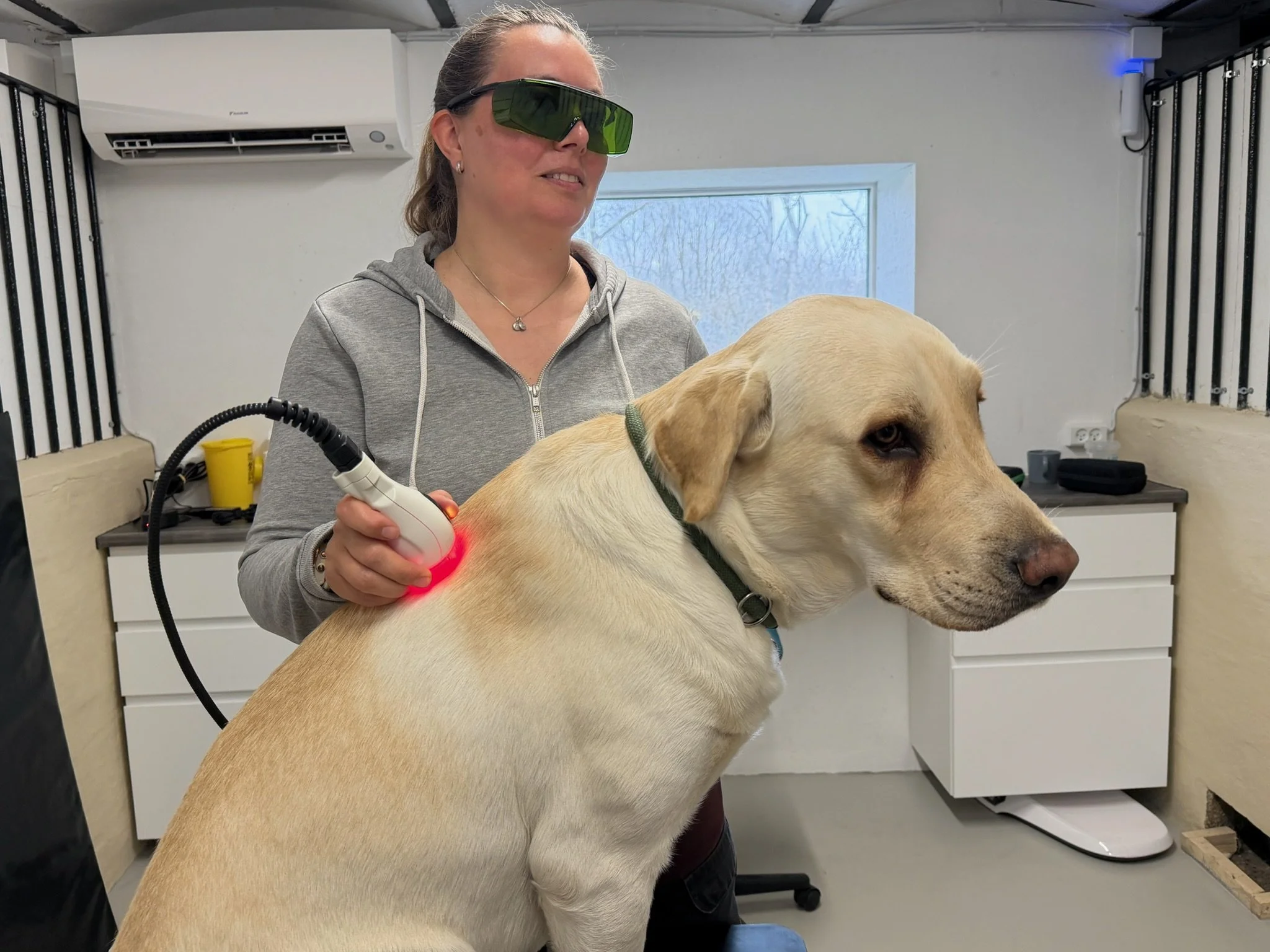 ASAlaser beskyttelsesbriller anvendt under laserterapi på stor hund. Laserbriller beskytter øjnene ved behandling med veterinær laser.