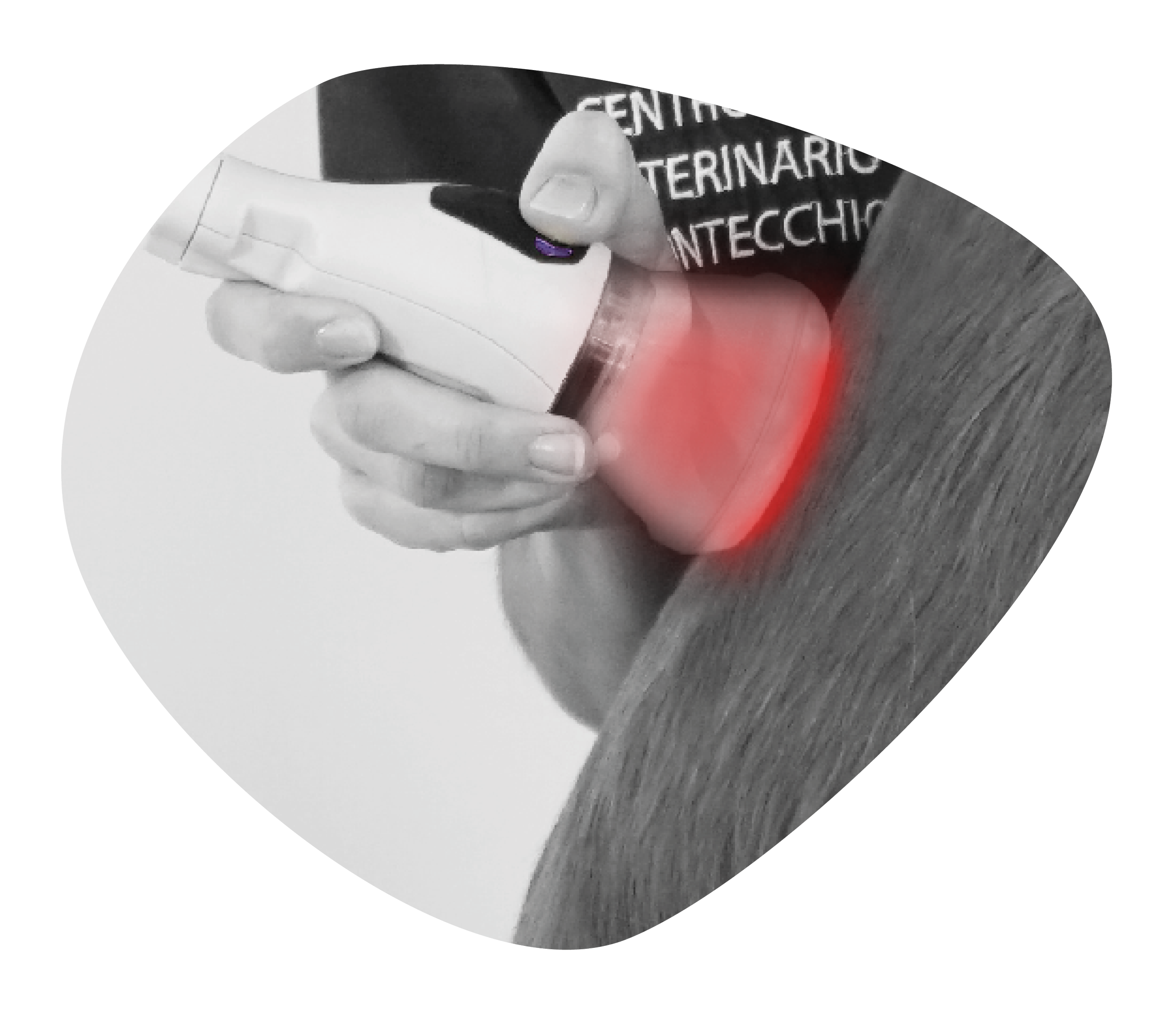 Hest får laserbehandling med 5 cm linse til ASA M-VET 270 Watt klasse 4 laser fra ASAlaser. High Peak Power laserterapi til smertelindring, heling og rehabilitering.