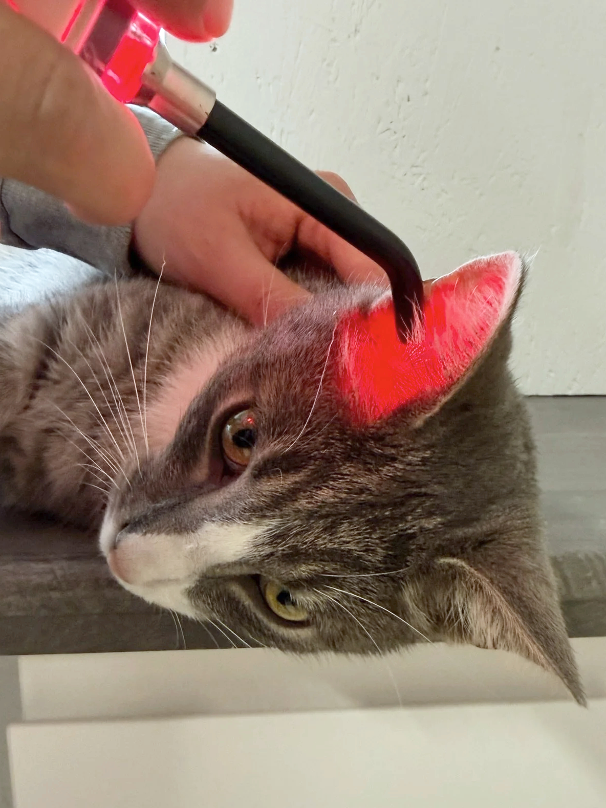 Kat får målrettet laserbehandling ved øret med håndholdt ASAlaser udstyr. Billedet viser veterinær MLS-laserterapi, hvor laserlys anvendes skånsomt som del af behandling af dyr i klinisk praksis.