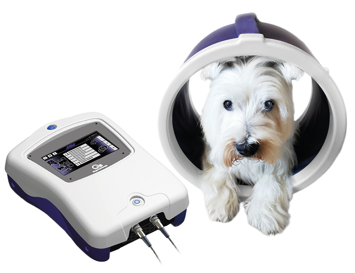 Hund behandles med solenoide-applikator fra ASA PMT Q VET magnetoterapi. Pulserende elektromagnetisk behandling til skånsom terapi og rehabilitering af dyr.