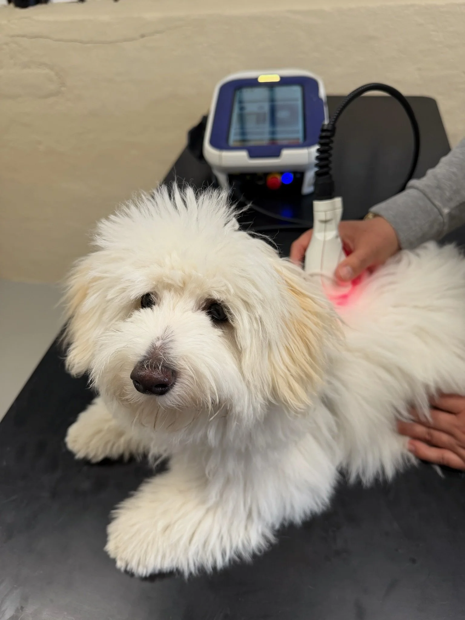 Klinisk laserterapi til dyr med ASAlaser MLS-laser. Billedet viser veterinær laserbehandling af hund, hvor både behandler og patient anvender beskyttelsesbriller for sikker og professionel behandling.