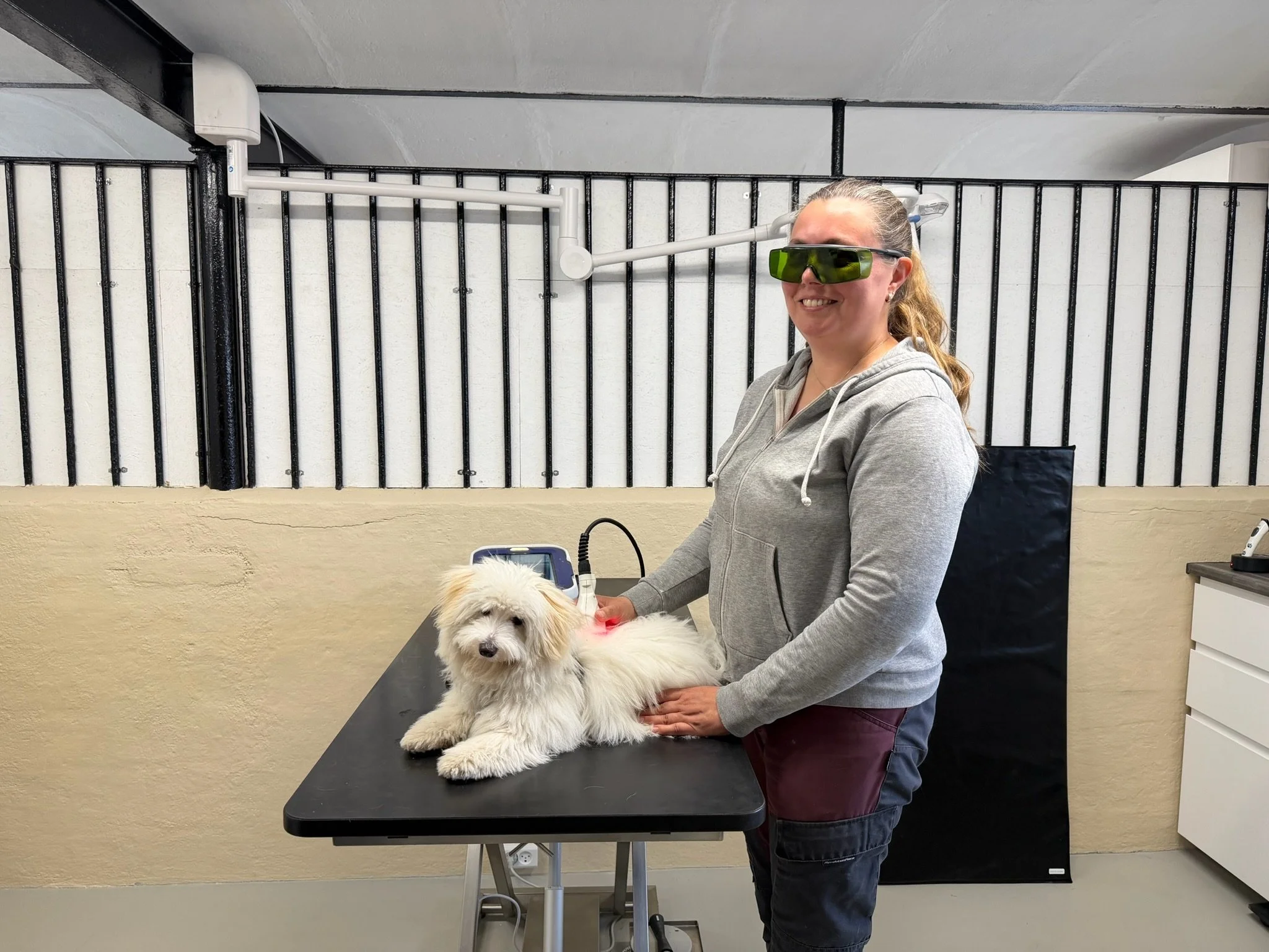 Behandler med ASAlaser laserbriller ved laserbehandling af hund. Beskyttelsesbriller til sikker brug af medicinsk og veterinært laserudstyr.