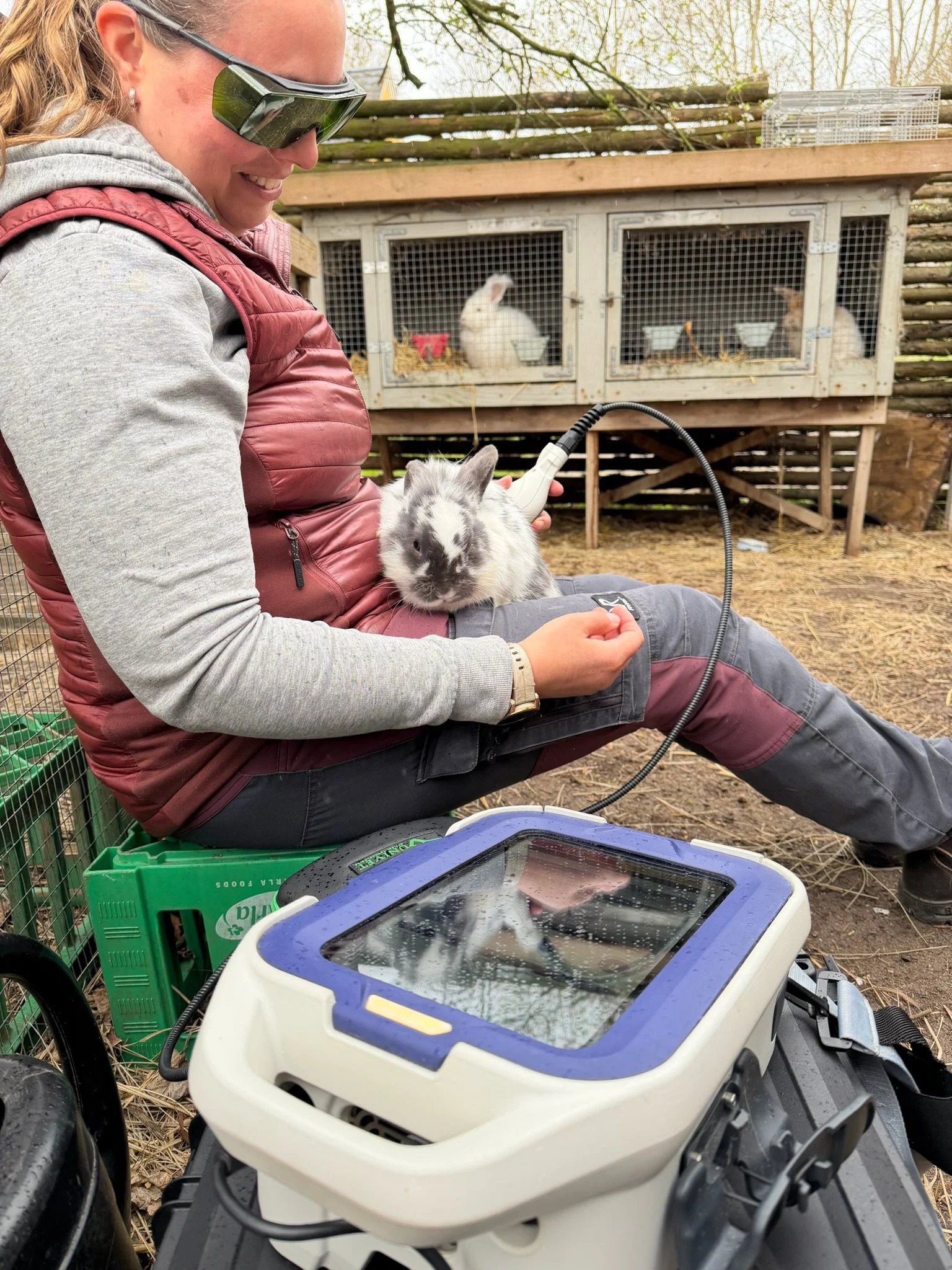 Lille Kanin får laserbehandling med laserterapi af M-VET fra Asalaser