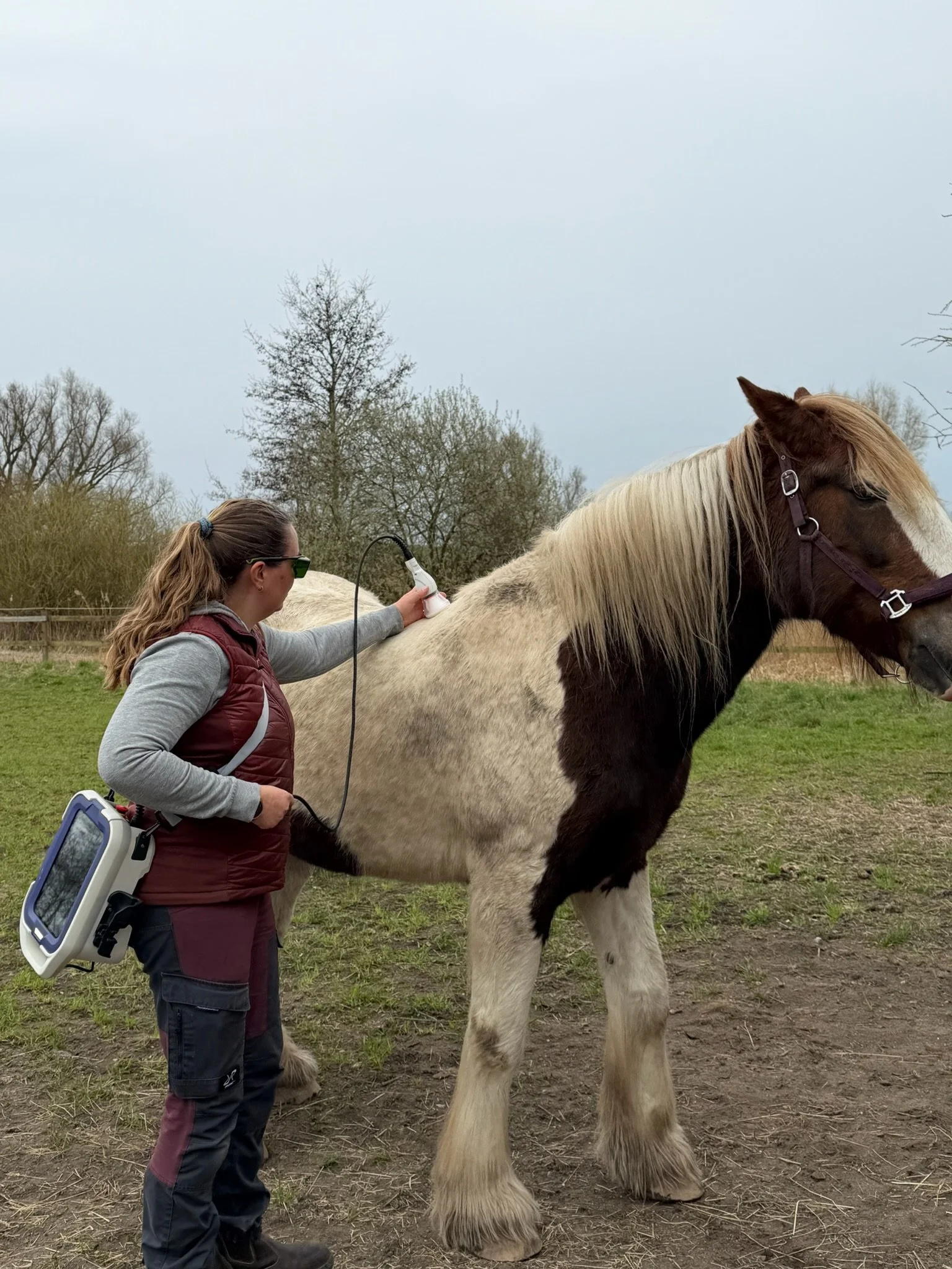 Hest laserbehandlet med laserterapi af M-VET fra Asalaser