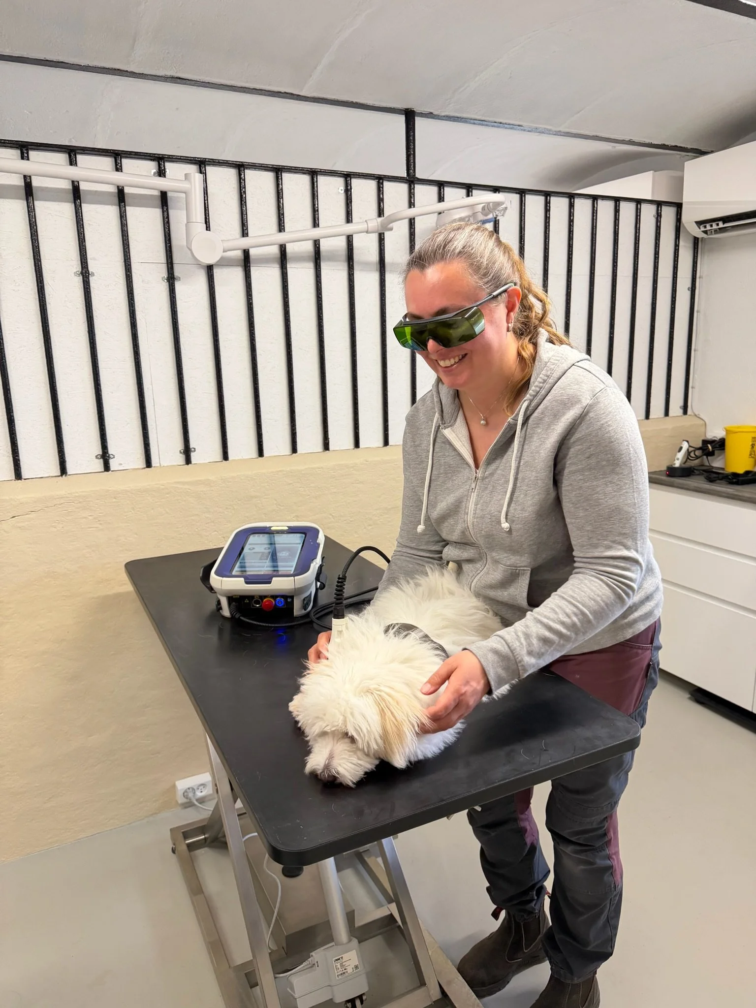 ASAlaser laserbriller ved behandling af hund med M-VET laserudstyr. Beskyttelsesbriller til professionel laserterapi af dyr.