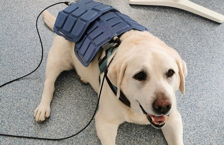 En afslappet hund ligger på gulvet med blå magnetplader på ryggen som del af en skånsom behandling. Billedet viser veterinær magnetterapi med ASAlaser, der kan anvendes til dyr ved smerter, restitution og rehabilitering.