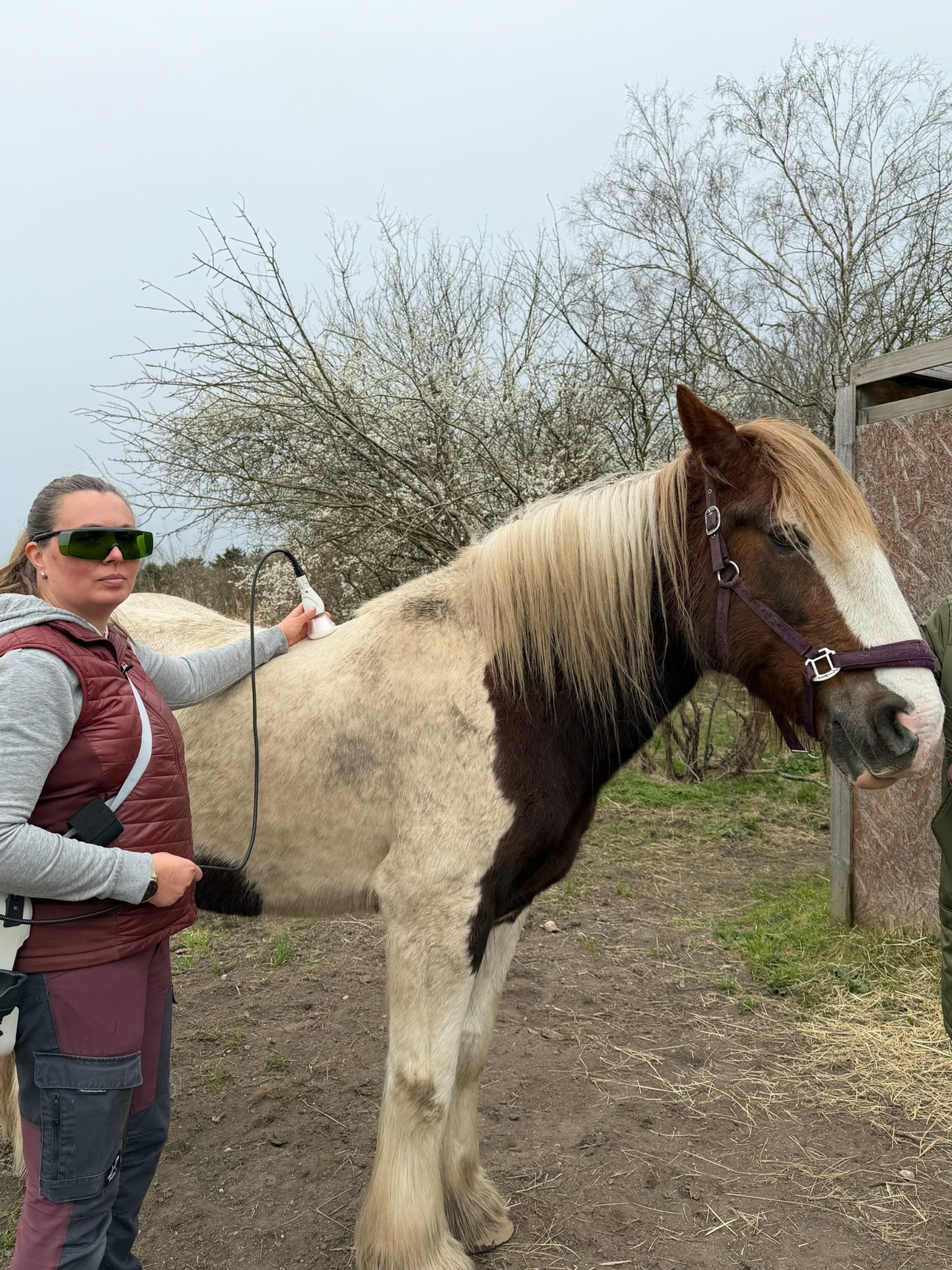 ASAlaser beskyttelsesbriller ved laserbehandling af hest. Sikkerhedsbriller til veterinær laserbehandling med medicinsk laserudstyr.