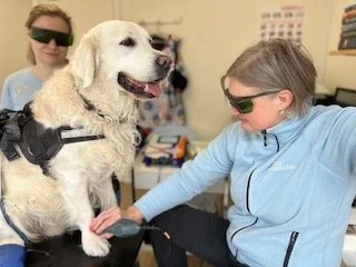 White happy dog getting laser treatment on its paw