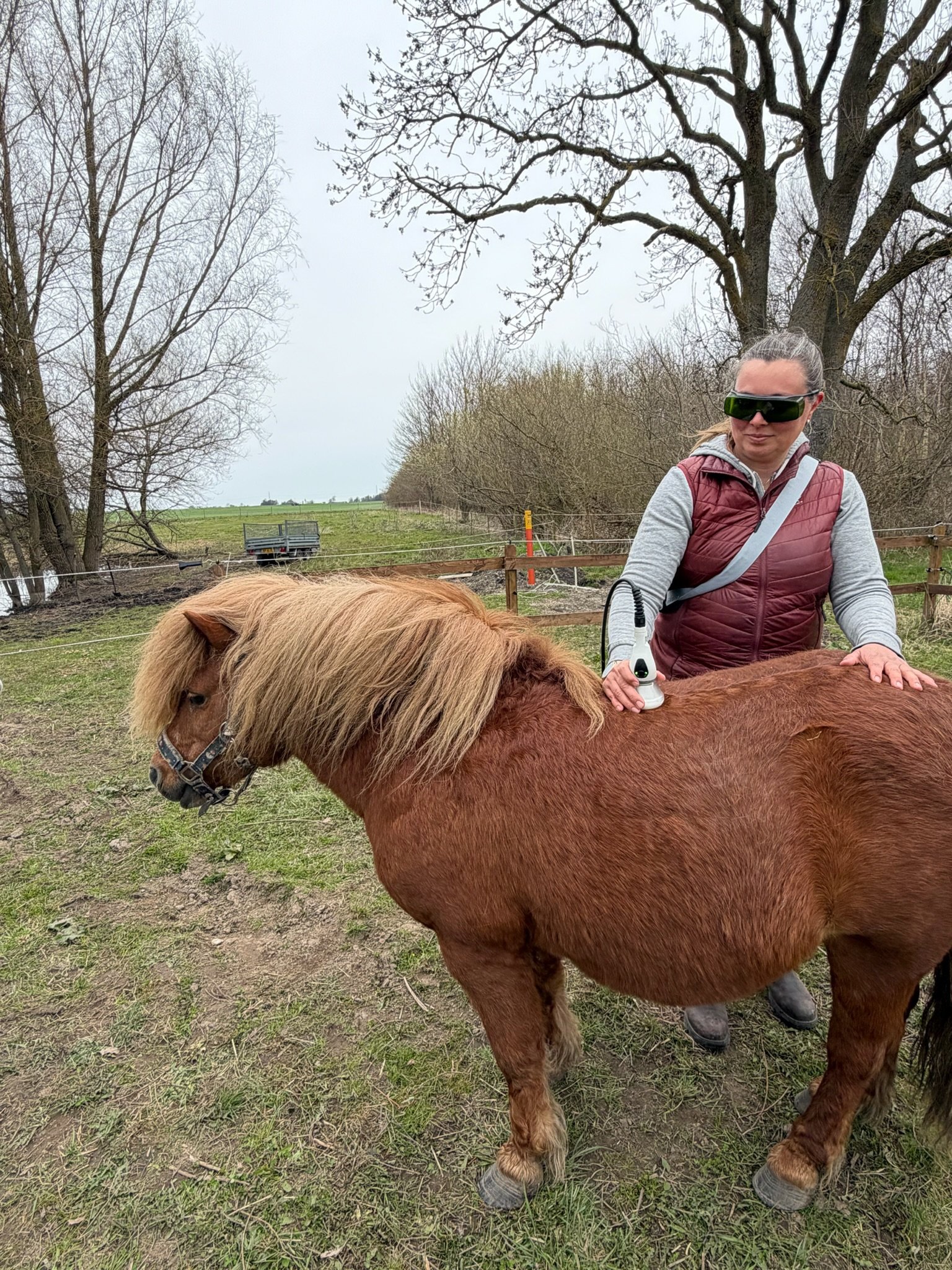 Laserbriller til udendørs veterinær behandling af pony. ASAlaser beskyttelsesbriller til sikker laserterapi af dyr i mark og stald.
