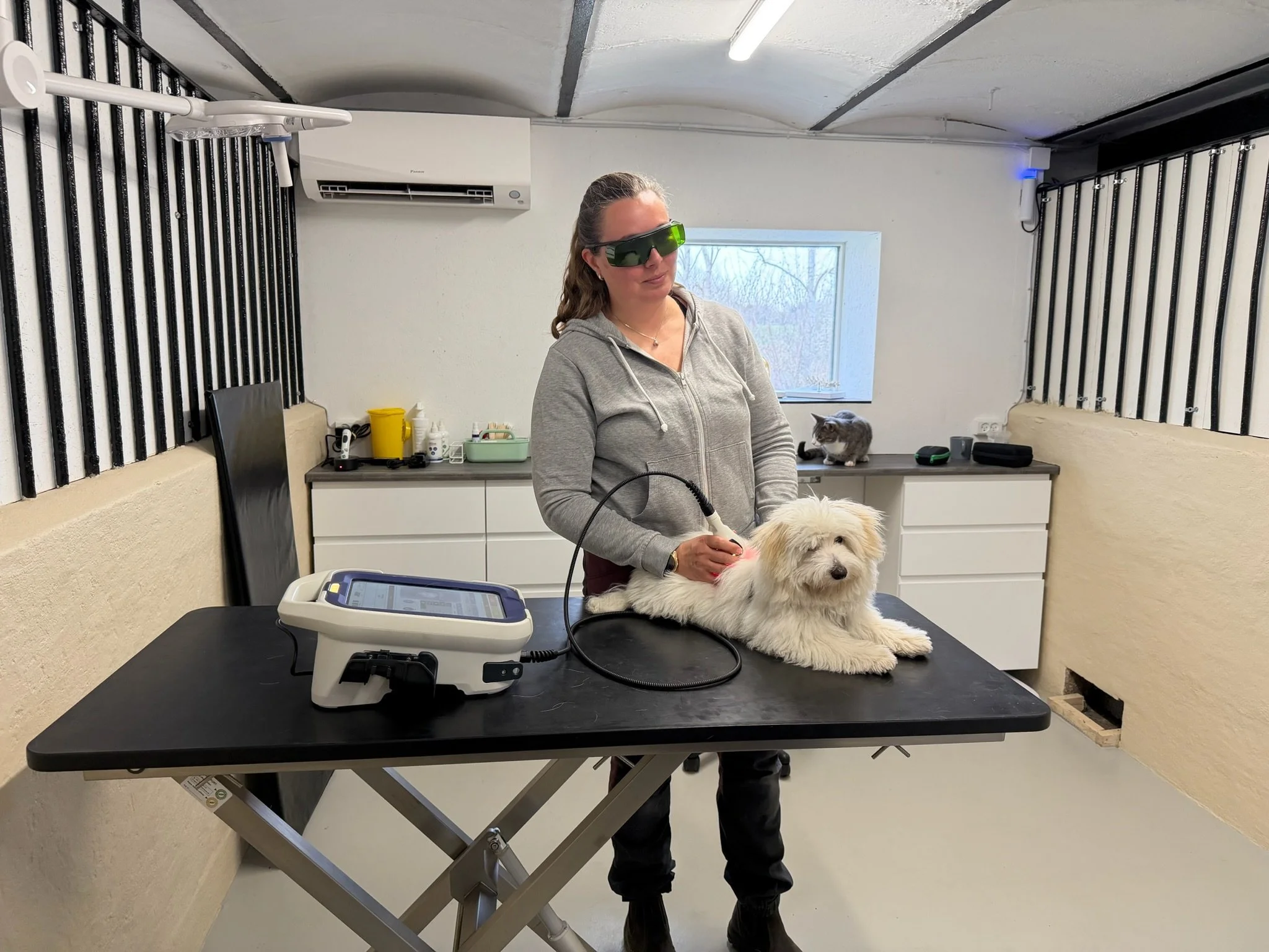 Behandler med ASAlaser sikkerhedsbriller under laserbehandling af lille hund. Laserbriller til klinisk og veterinær laserterapi.