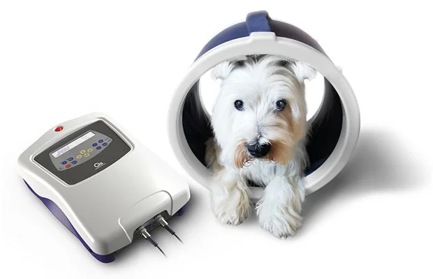 Hund ligger afslappet i ASA Laser PMT Q behandlingsenhed med tilkoblet kontrolpanel. Billedet viser veterinær MLS-laserterapi og skånsom laserbehandling til dyr.