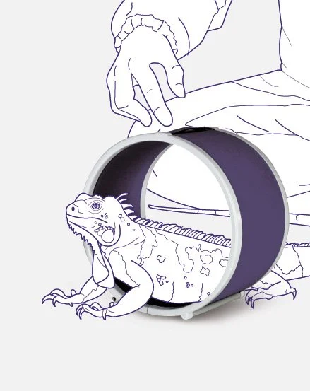 Eksotisk dyr (øgle) behandles med solenoide-applikator fra ASA PMT Q VET magnetoterapi. Pulserende elektromagnetisk terapi til skånsom behandling af eksotiske dyr.