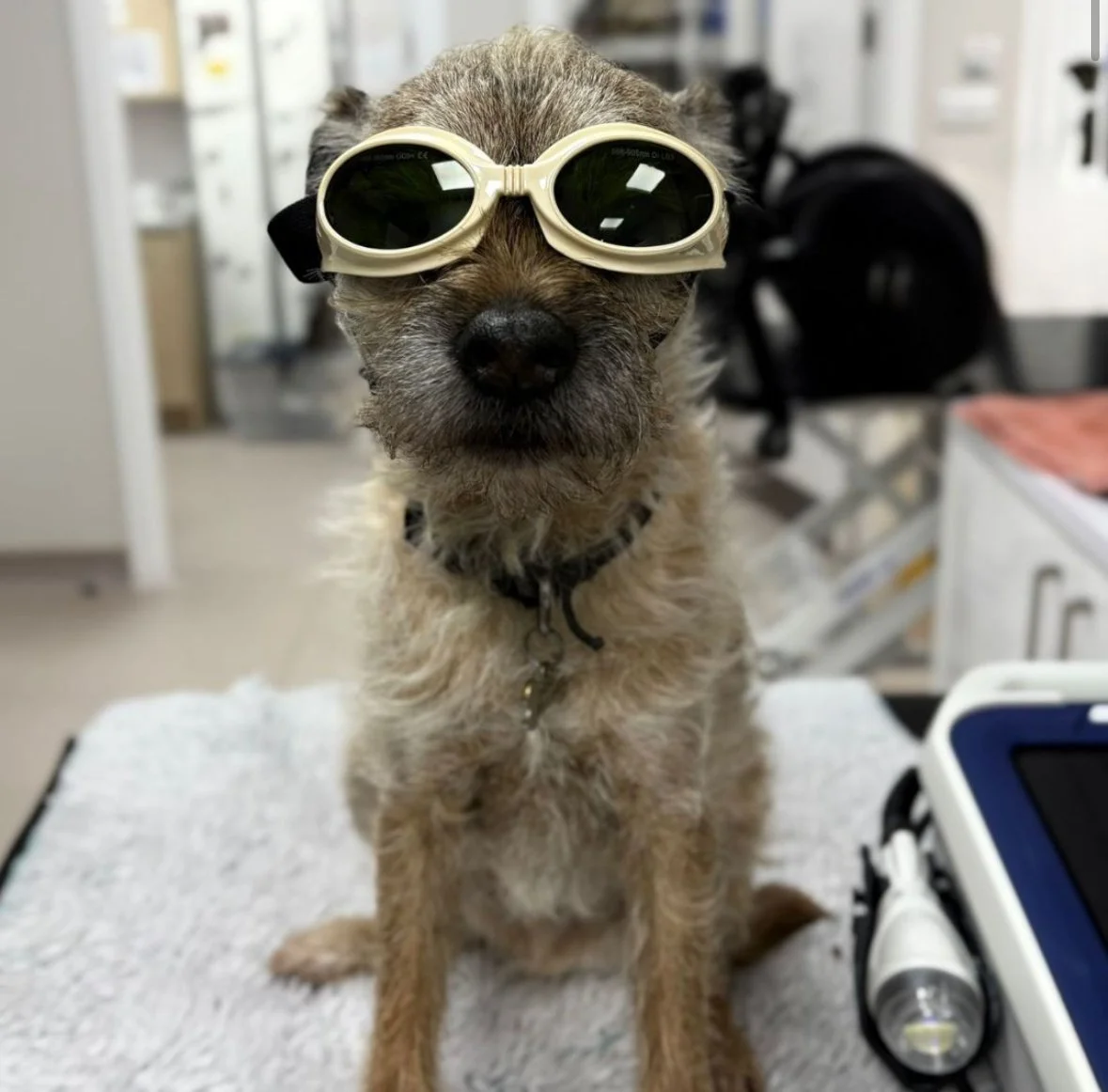 Hund med ASAlaser sikkerhedsbriller til laserbehandling. Beskyttelsesbriller til dyr ved professionel veterinær laserterapi.