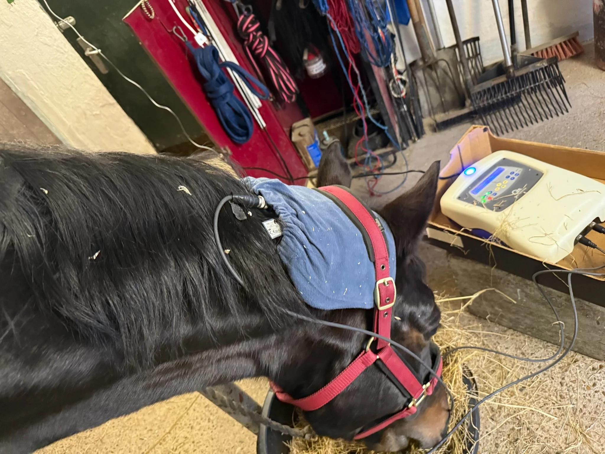 ASA_Laser_magnetterapi_dyrlæge_Easy_Qs_Vet_in_use_hest.jpg