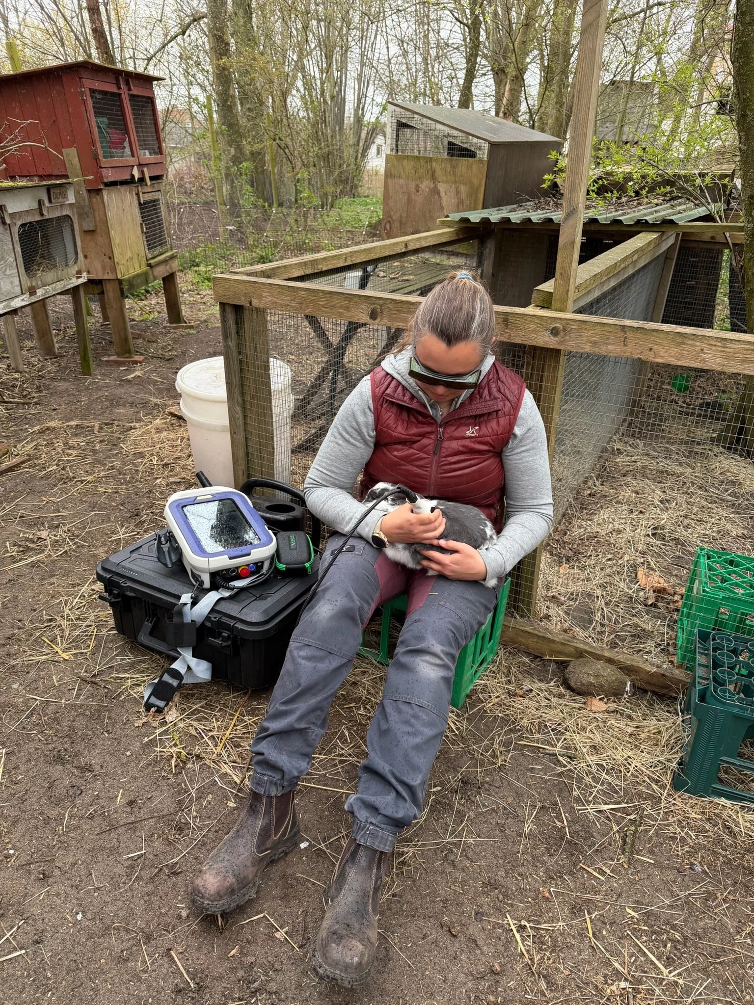 Veterinær laserterapi til mindre dyr med ASAlaser MLS-laser. Billedet viser skånsom laserbehandling af kanin, hvor målrettet laserlys anvendes professionelt til behandling, restitution og rehabilitering.