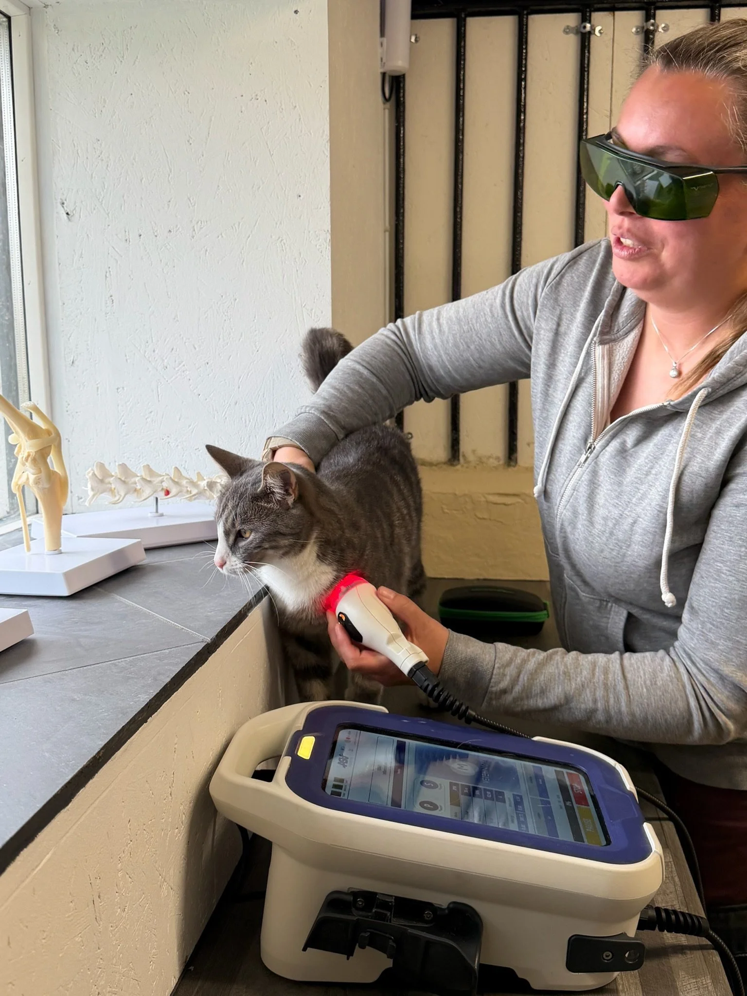 Behandler bruger ASAlaser sikkerhedsbriller ved laserbehandling af mindre hund. Laserbriller til præcis og sikker veterinær laserterapi.
