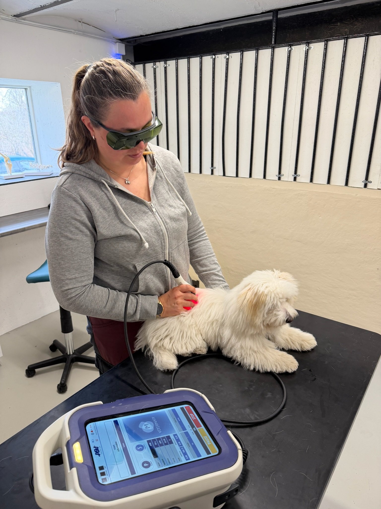 Hvid hund får laserbehandling af M-VET fra ASAlaser 