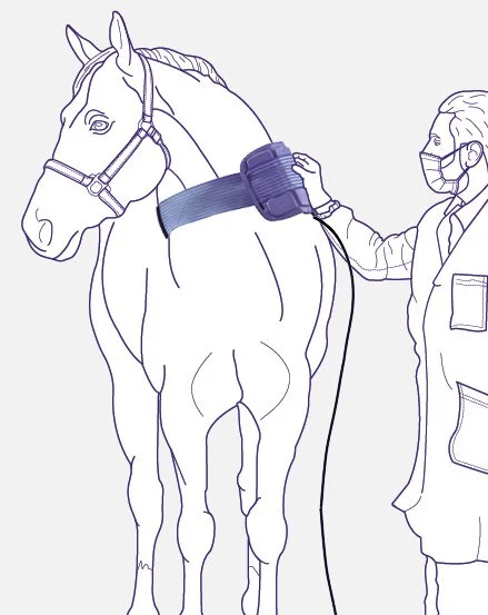 Hest behandles med Flexa Vet-applikator fra ASA Easy Qs VET magnetoterapi. Pulserende elektromagnetisk behandling til målrettet støtte af heling og restitution hos dyr.