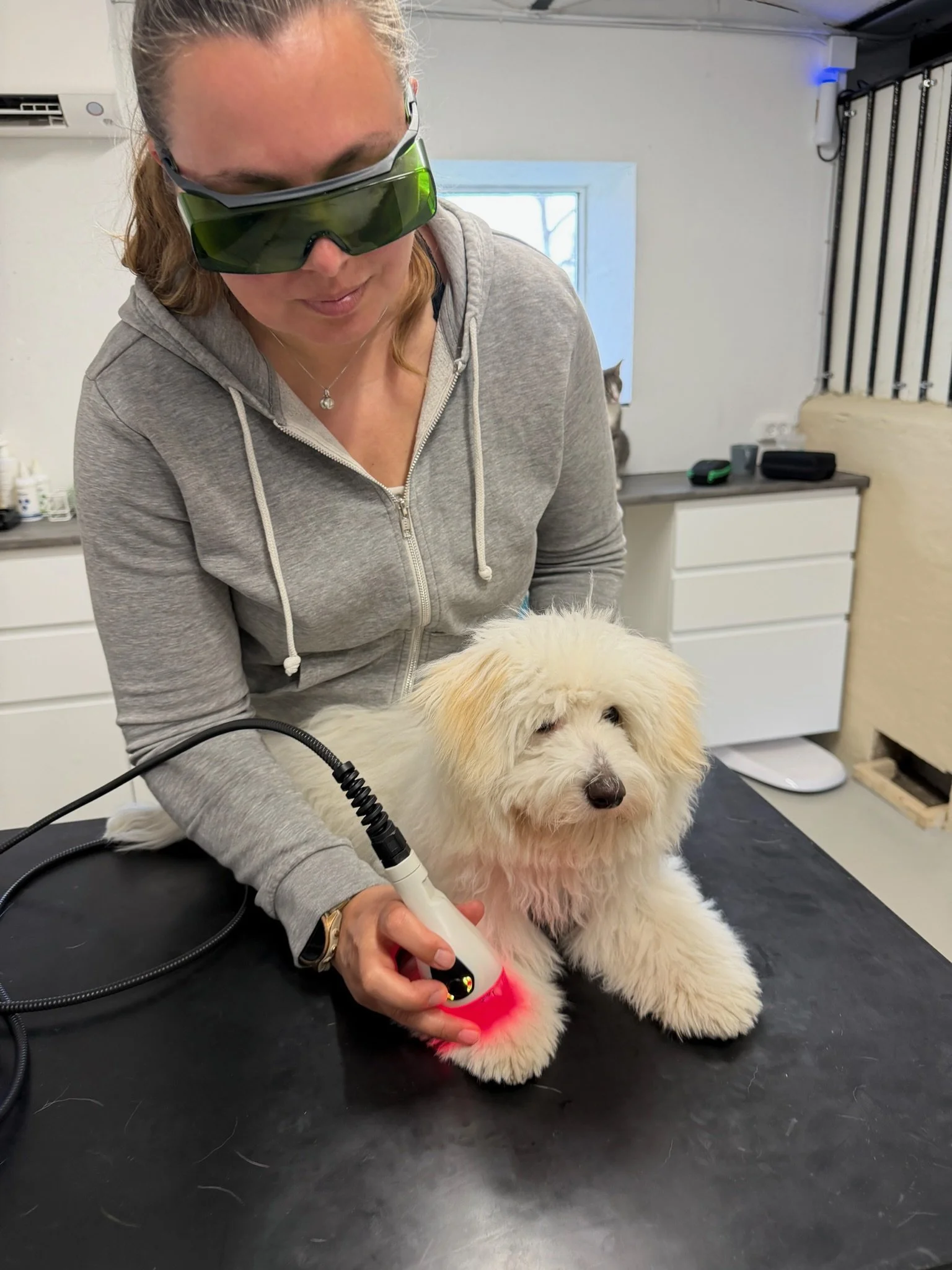 Laserbriller fra ASAlaser anvendt ved laserterapi på hundens pote. Øjenbeskyttelse til sikker behandling med veterinær laser.
