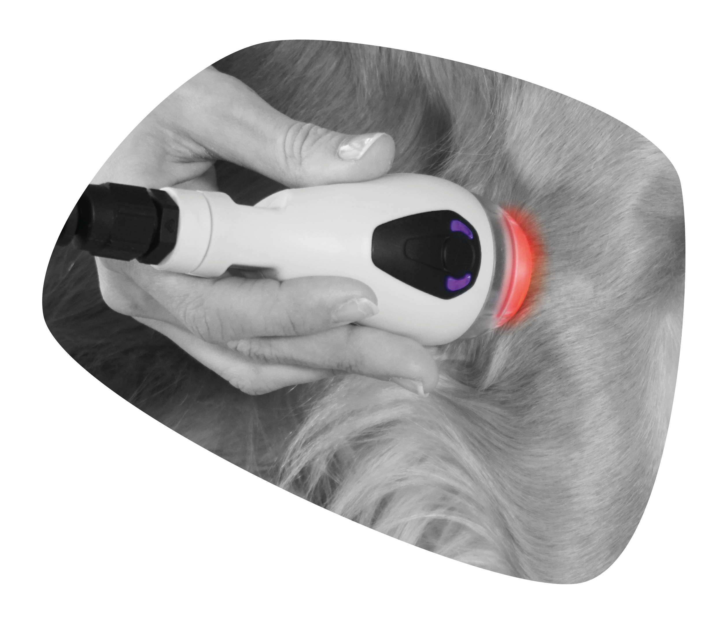 Hund får laserbehandling med ASA M-VET 270 Watt klasse 4 laser fra ASAlaser. High Peak Power laserterapi med linse til målrettet smertelindring, heling og rehabilitering.
