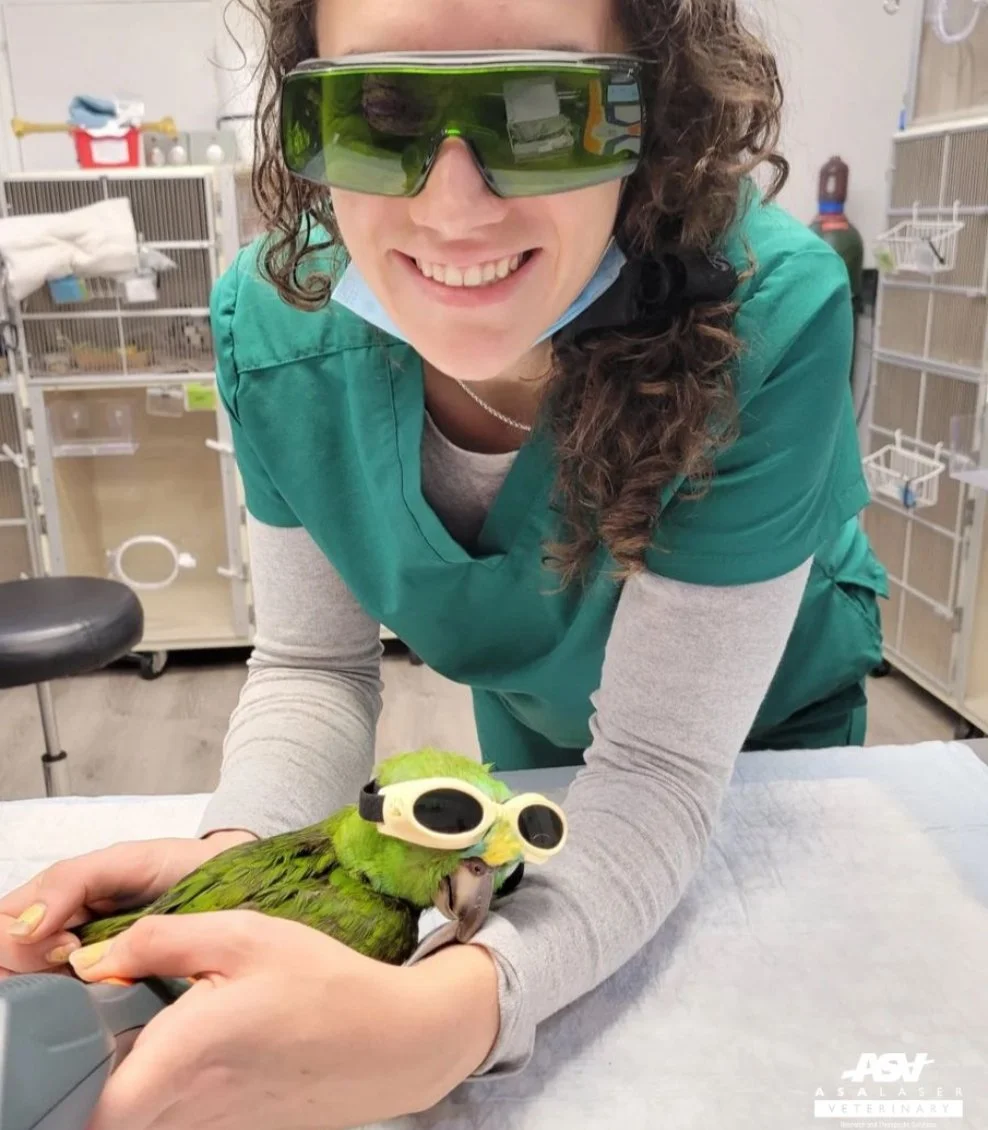 Fugl med ASAlaser beskyttelsesbriller under veterinær laserbehandling. Beskyttelsesbriller til dyr beskytter øjnene ved brug af medicinsk laserudstyr.