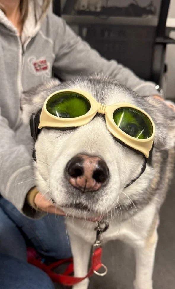Hund med ASAlaser sikkerhedsbriller til dyr. Øjenbeskyttelse ved veterinær laserbehandling i klinik og dyrehospital.