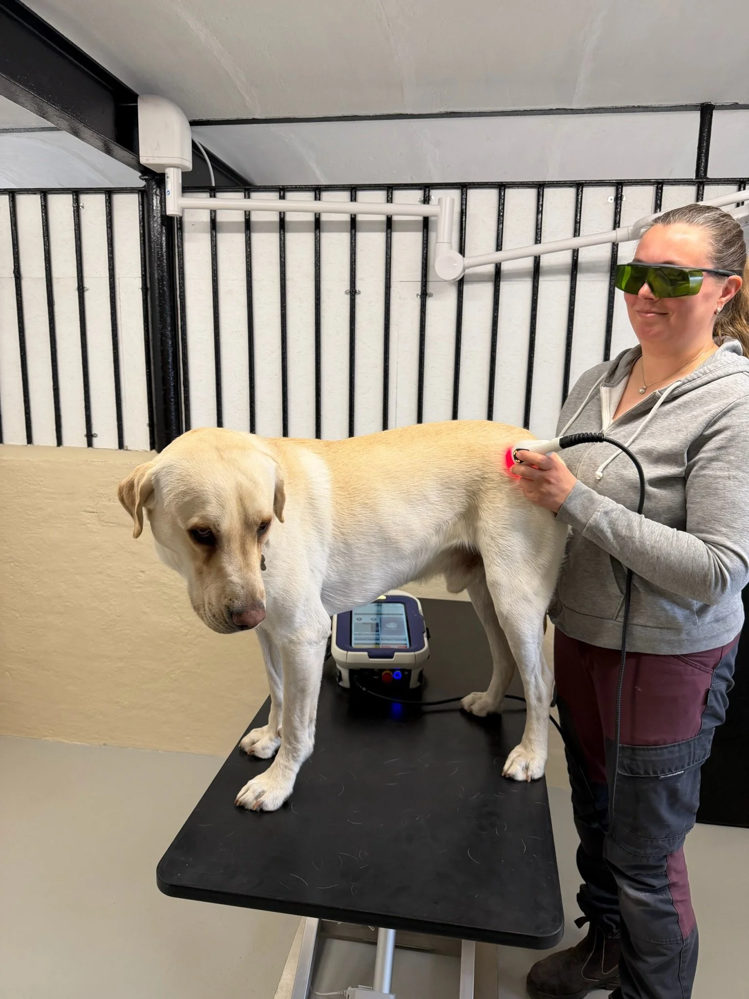 ASAlaser beskyttelsesbriller ved laserbehandling af hund på klinikbord. Sikker øjenbeskyttelse til klasse 4 laser og veterinær terapi.