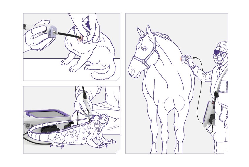 Illustration af laserbehandling med M-VET fra ASAlaser. Skånsom laserterapi til eksotiske dyr, hund og hest med fokus på smertelindring, heling og rehabilitering.