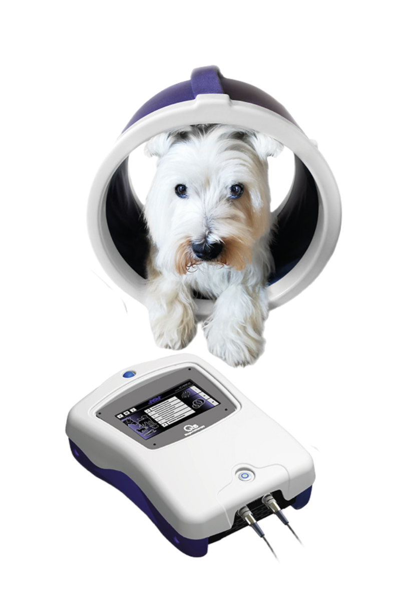 ASA PMT Q VET magnetoterapi med solenoide-applikator til pulserende elektromagnetisk behandling af hunde og andre dyr.