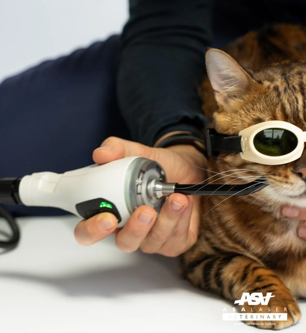 Kat med ASAlaser sikkerhedsbriller under laserbehandling med håndholdt laserenhed. Beskyttelsesbriller til dyr ved målrettet veterinær laserterapi.