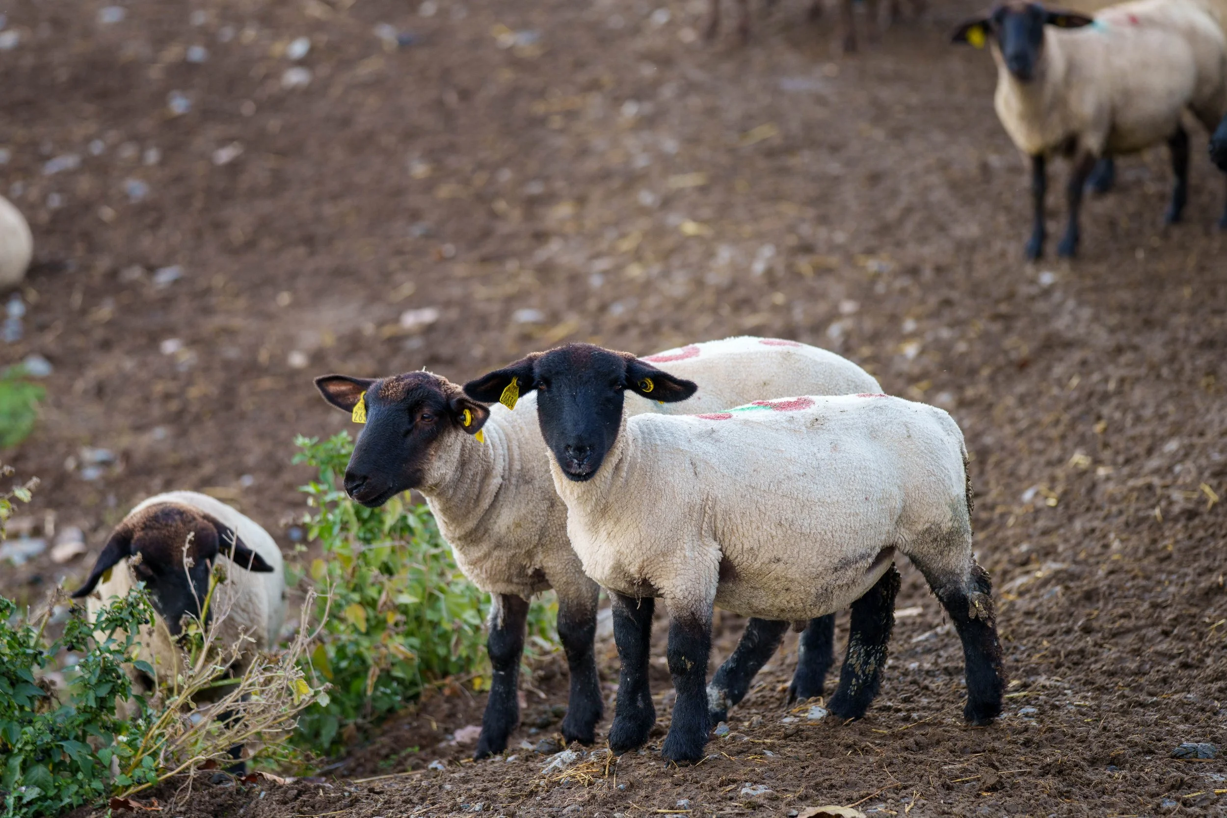 The Salt Meadow Sheep of Mont-Saint-Michel, La Caserne, France- October 2026