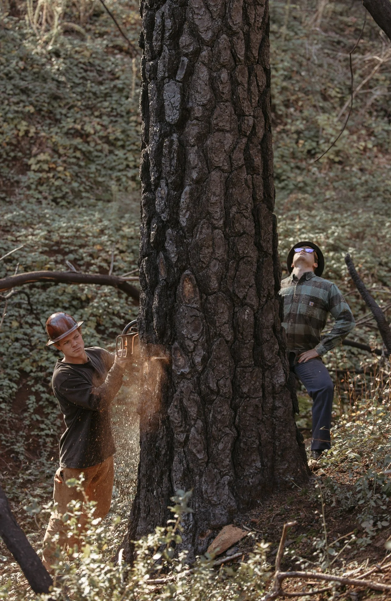 Two men working in a forest, one using a chainsaw to cut a large tree and the other standing nearby observing.