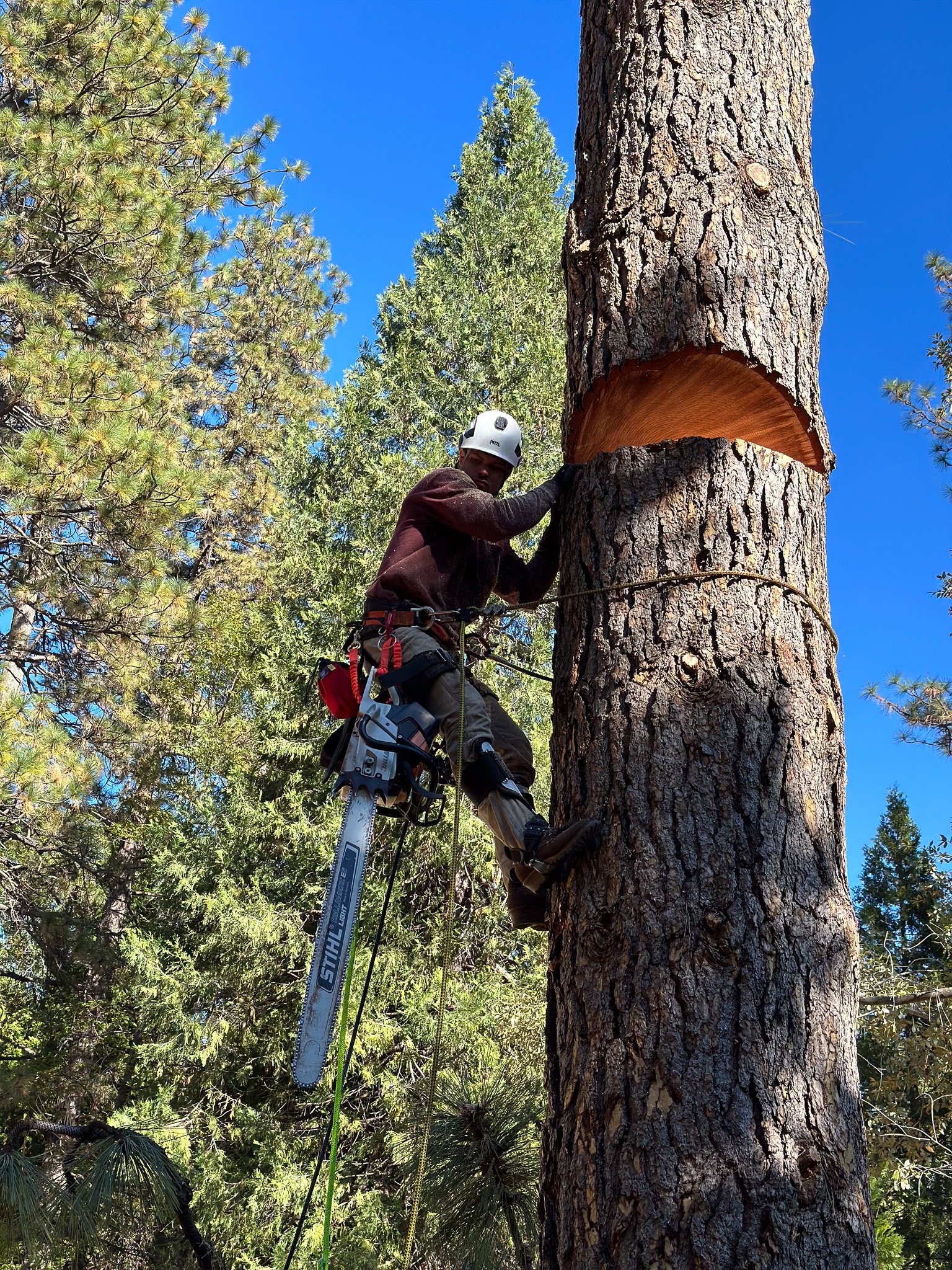A person wearing a safety helmet and harness, operating a chainsaw to cut a large hole in a tall pine tree in a forest with a bright blue sky in the background.