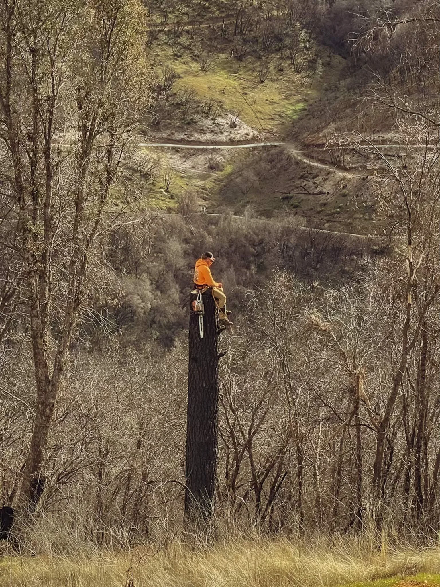 A person in an orange jacket sitting atop a tall, cut tree trunk in a forested area with leafless trees and dry grass, overlooking hilly terrain with winding roads.