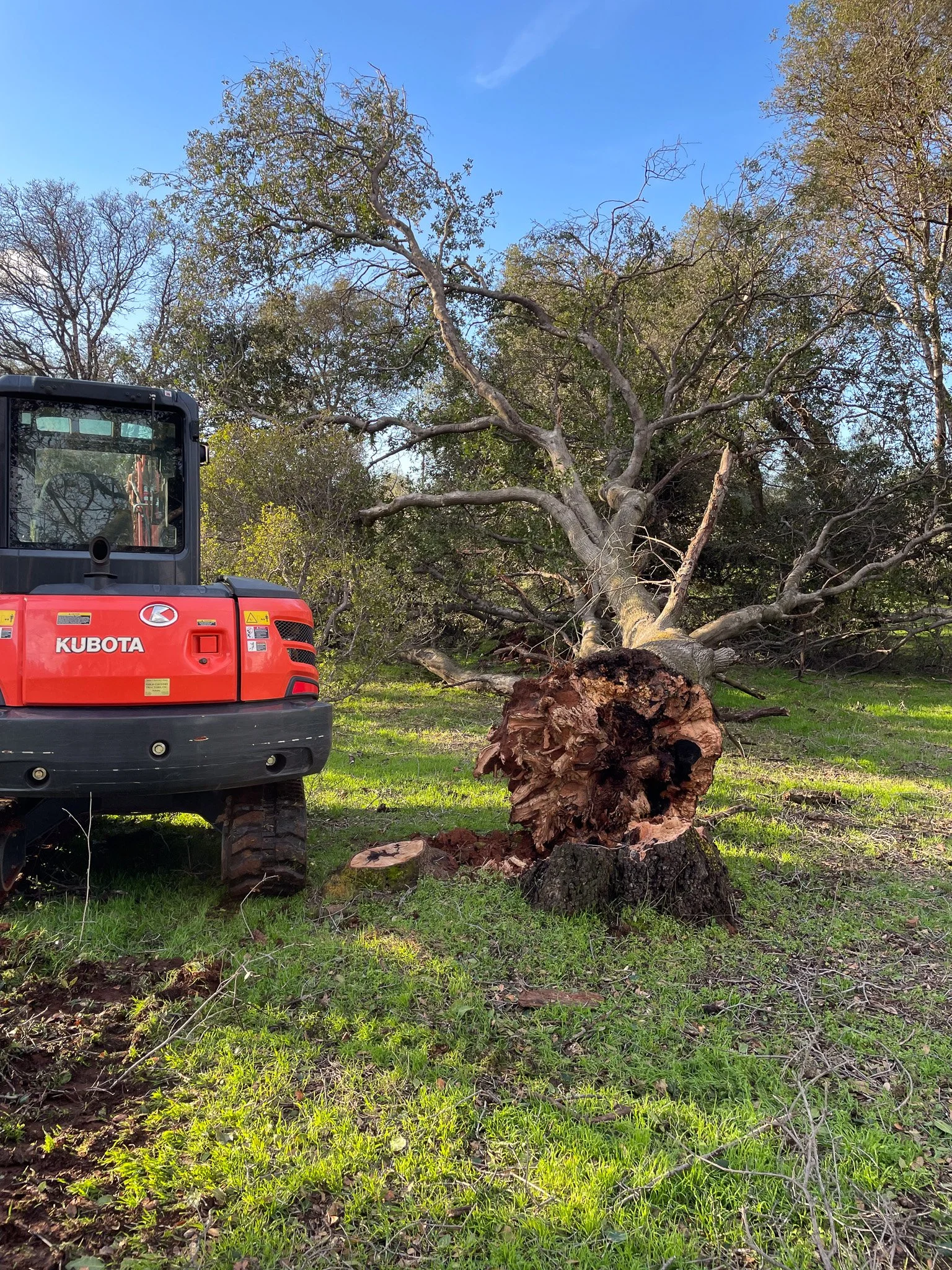 A fallen tree with exposed roots lying on the grass, with a red Kubota compact excavator nearby, in a park-like setting with green grass and trees under a clear blue sky.