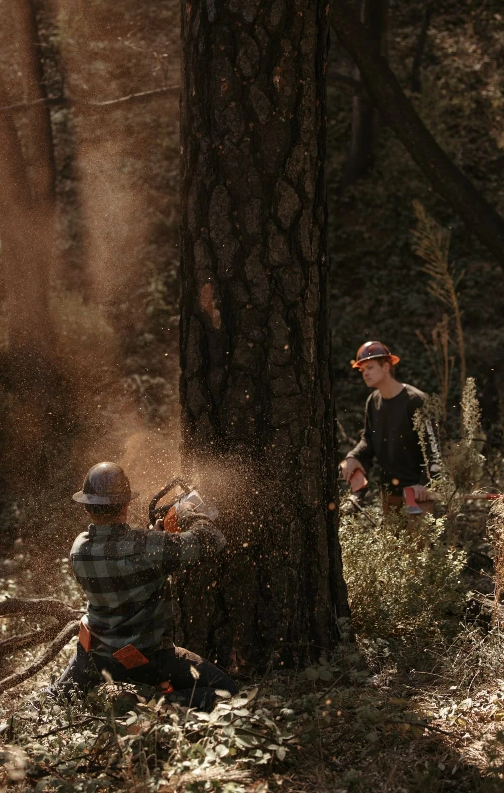Waylon Felling Pine.jpg
