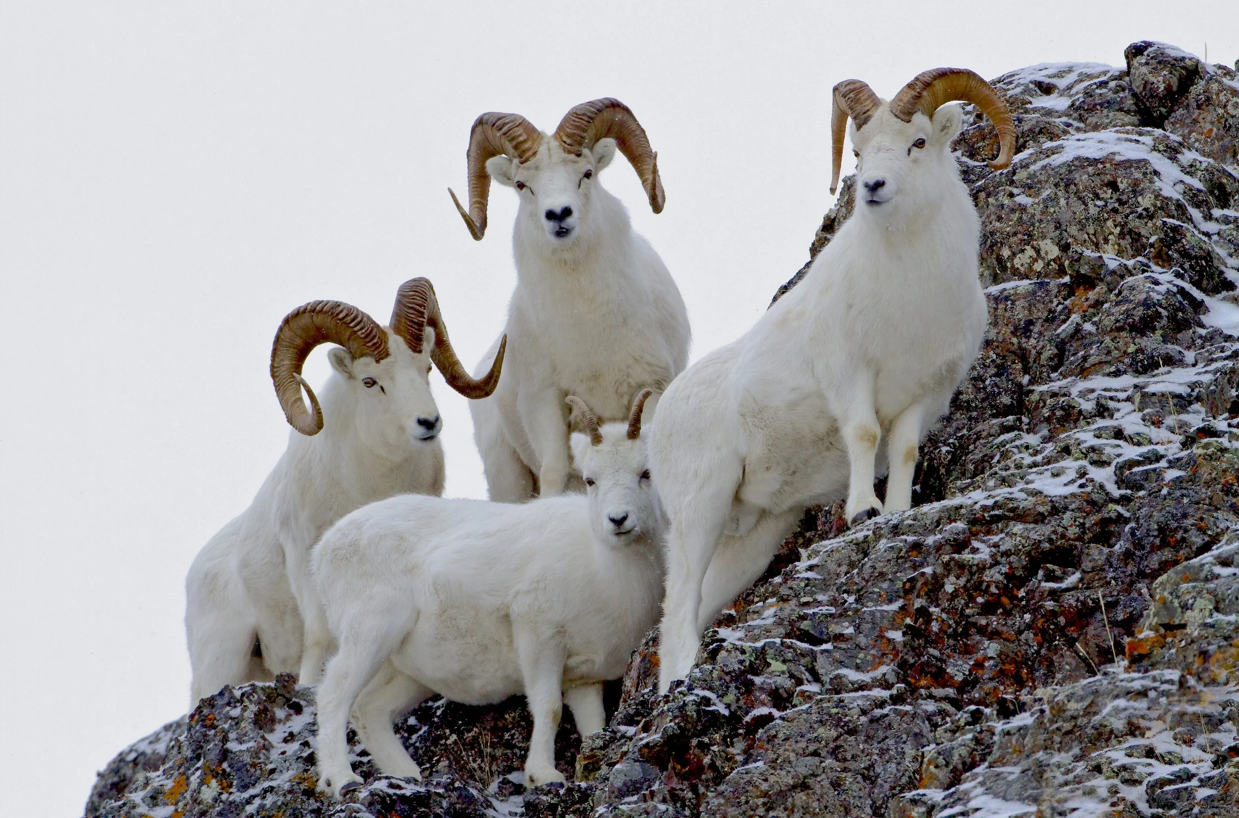 Dall's Sheep