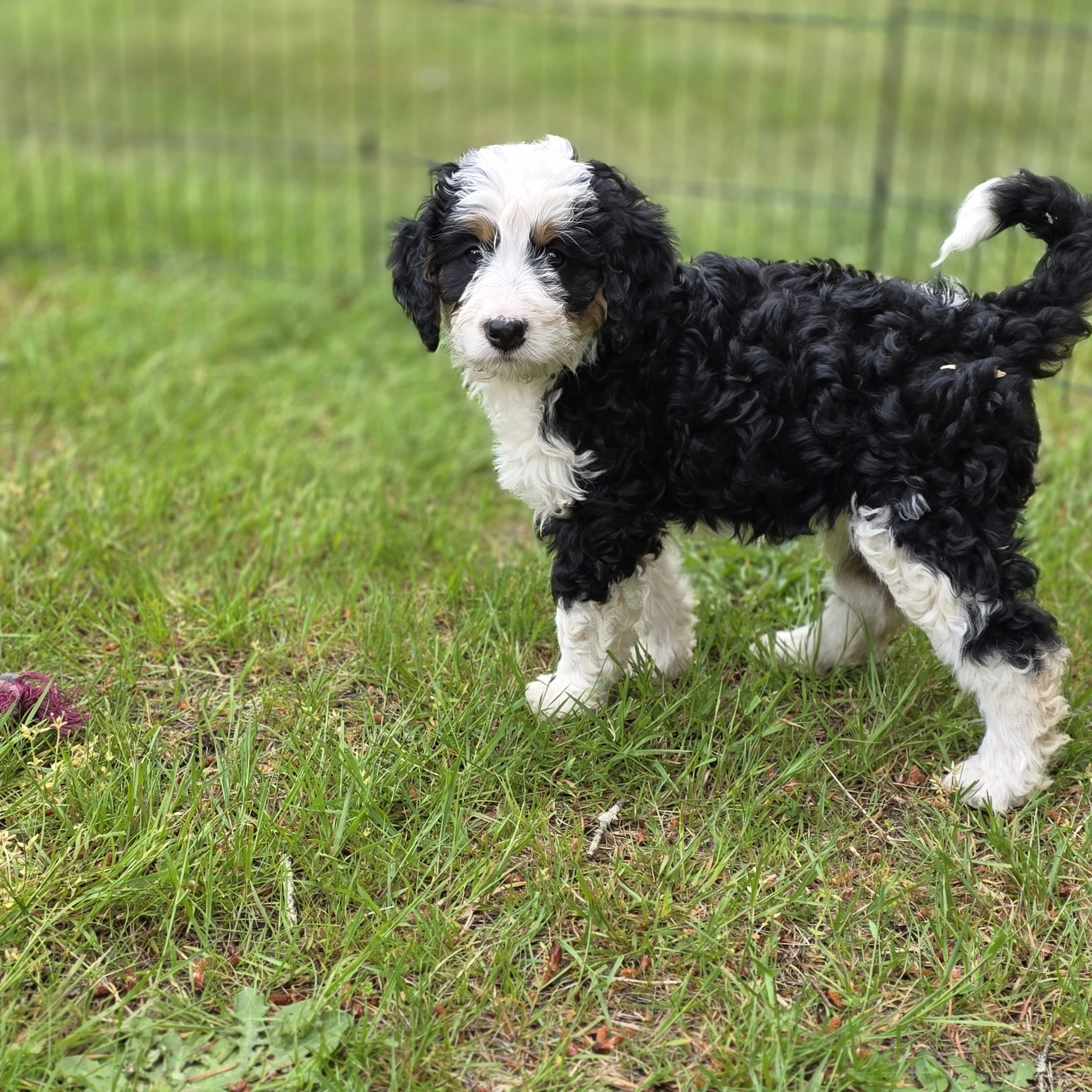 Clover - Female - Reserved