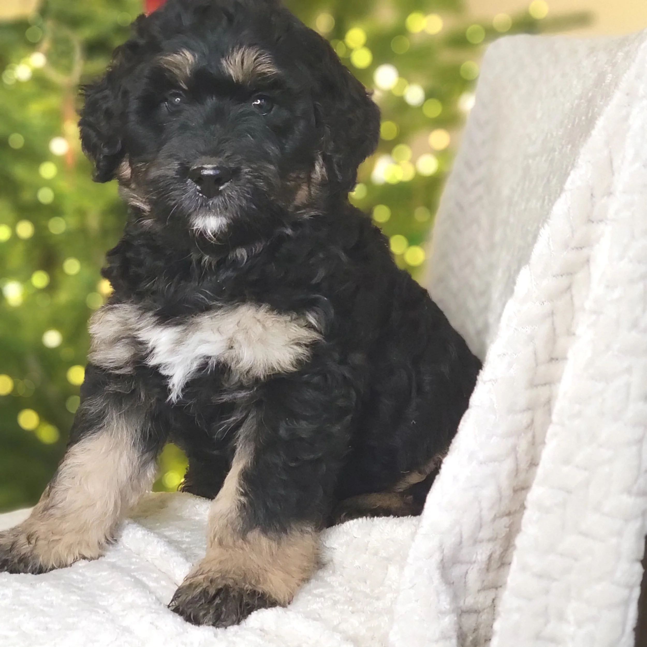 Merry - Female - Reserved