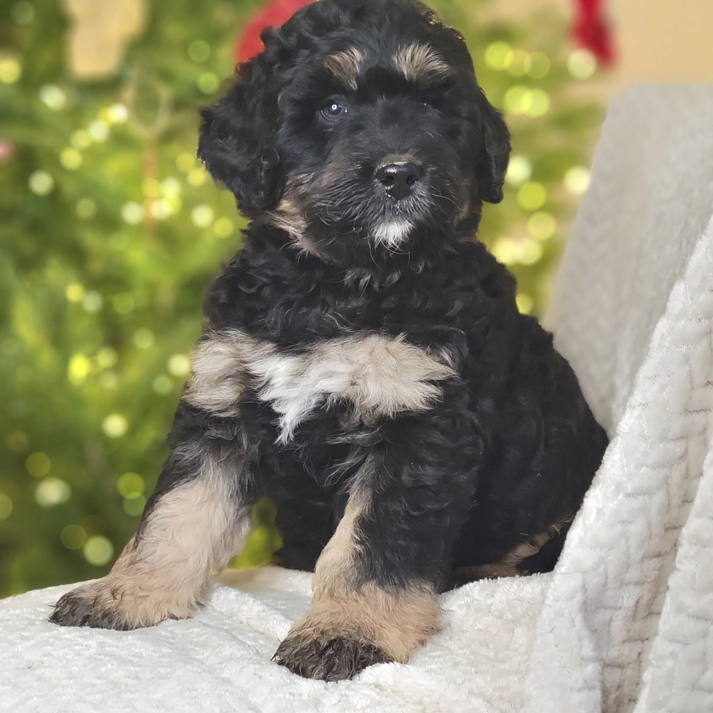 Merry - Female - Reserved