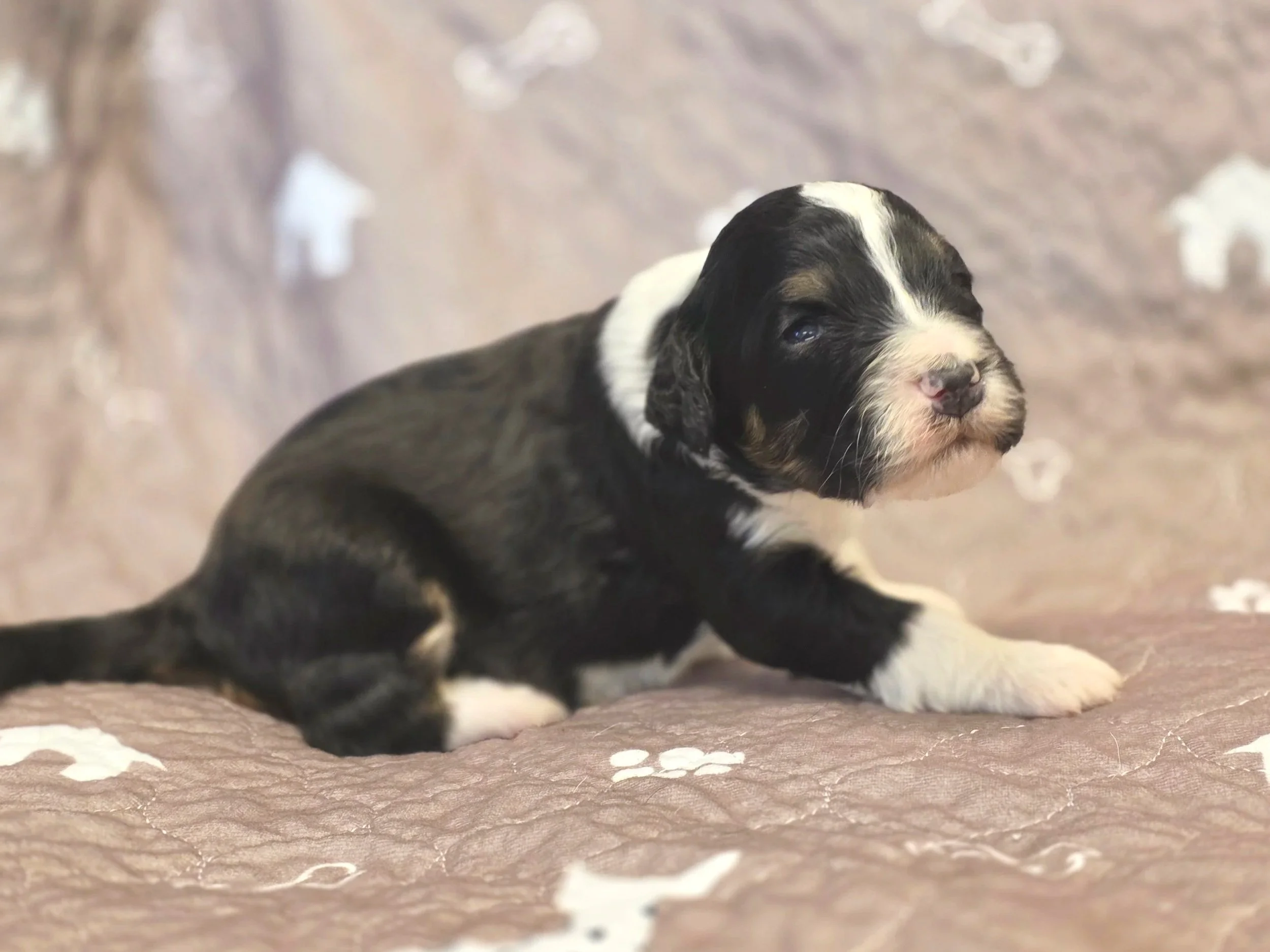 Chase - Male - Available 