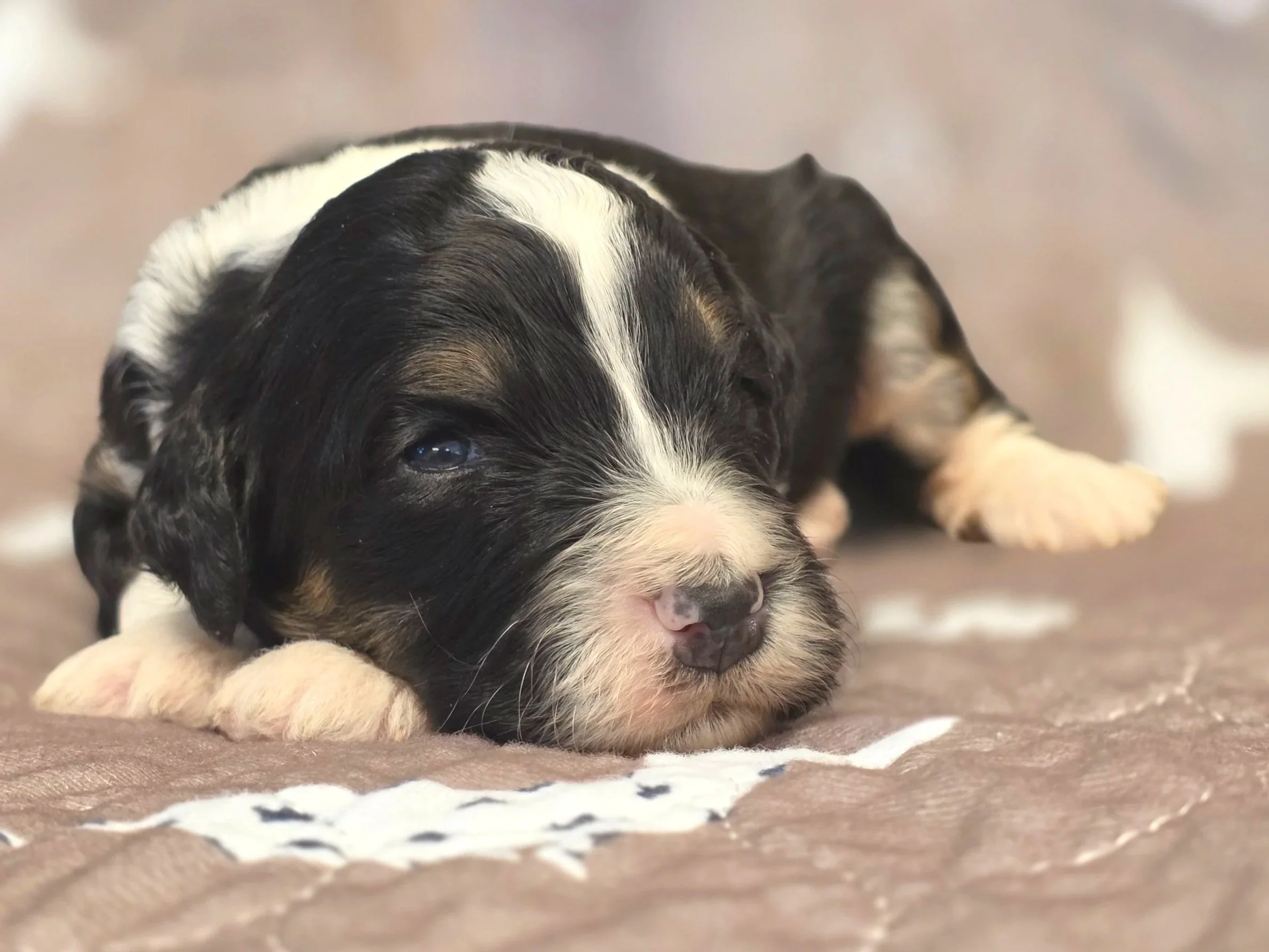 Chase - Male - Available 