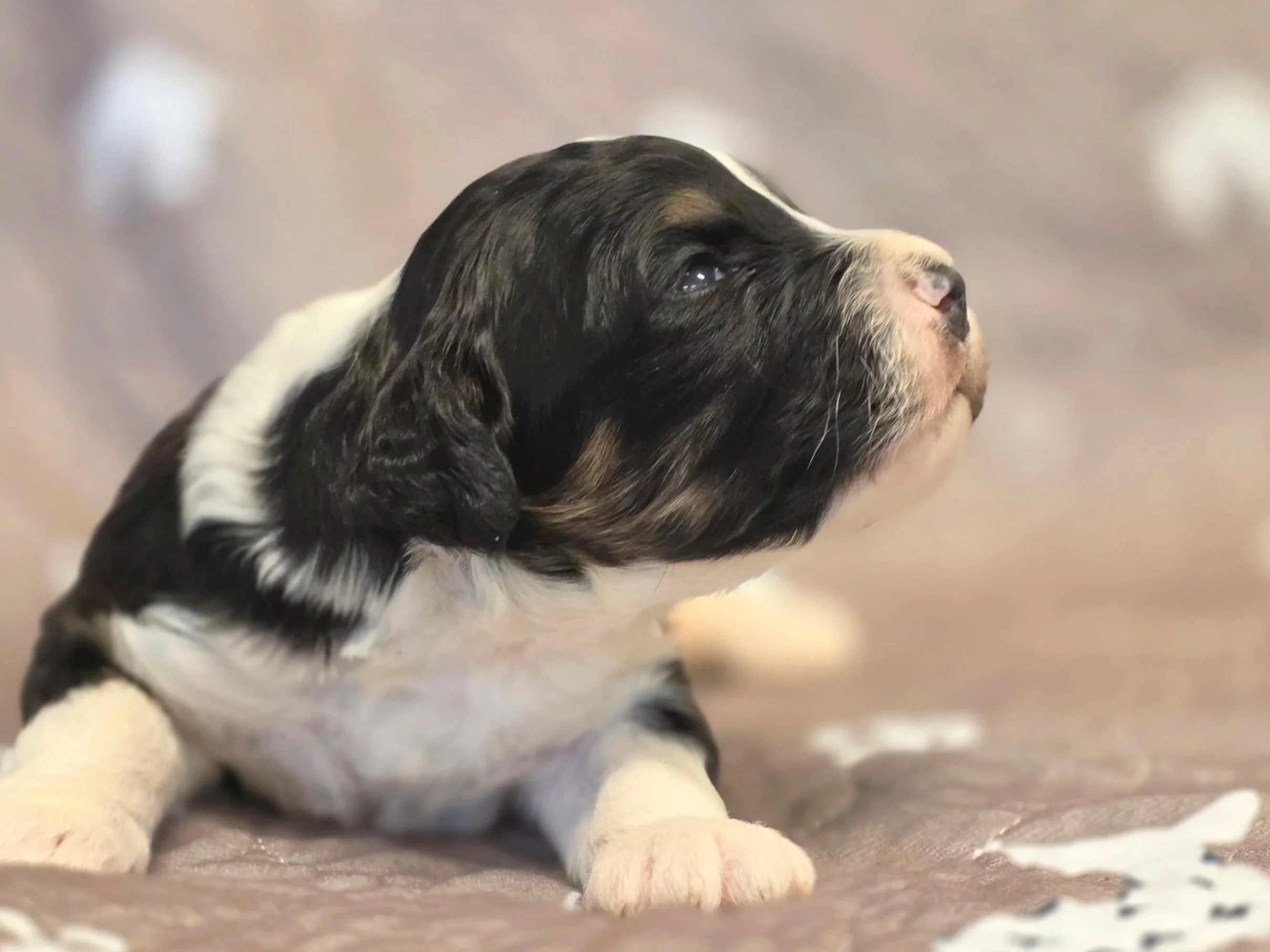 Chase - Male - Available 