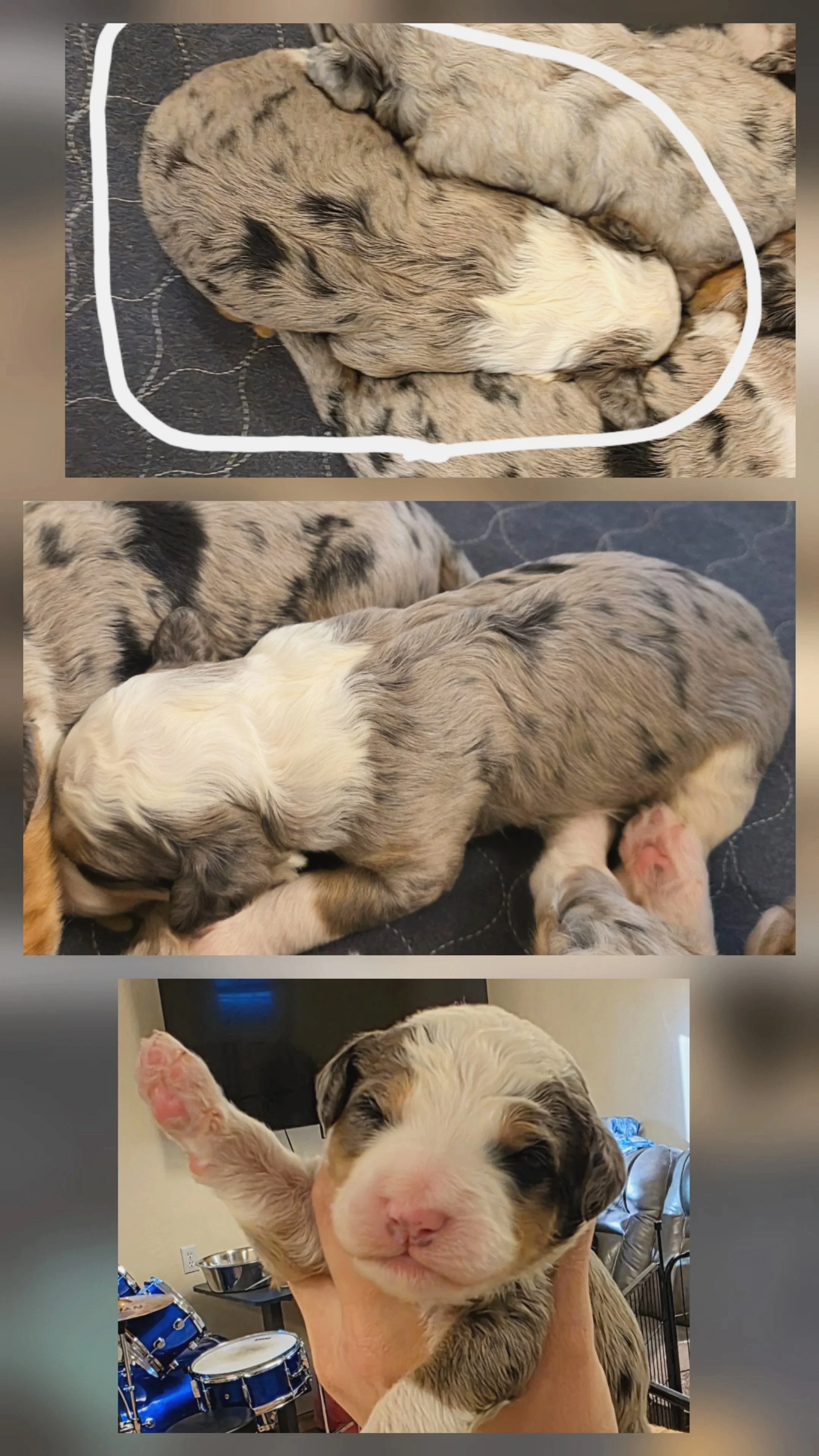 Hickory - Male - Available 