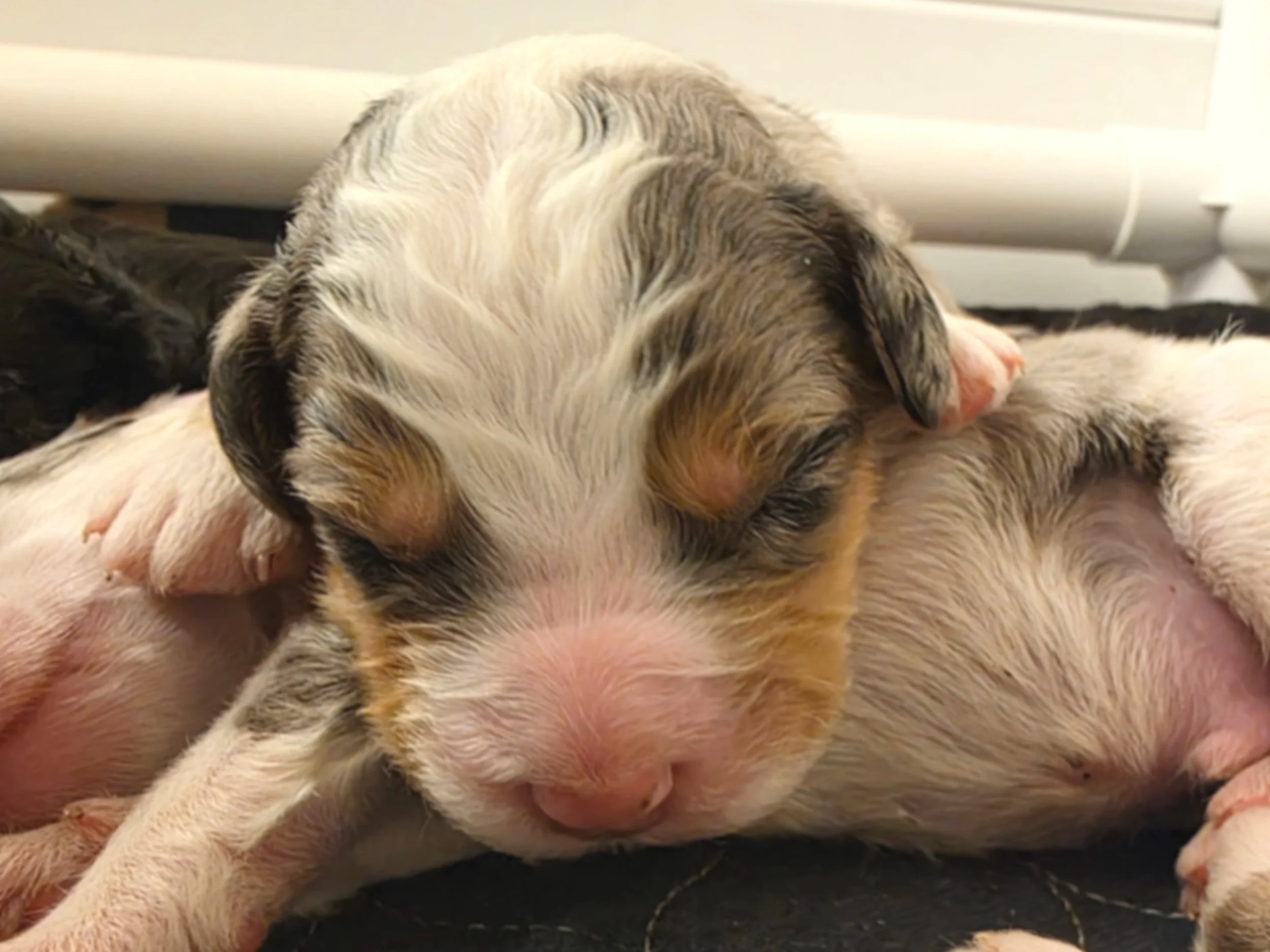 Cal - Male - Reserved