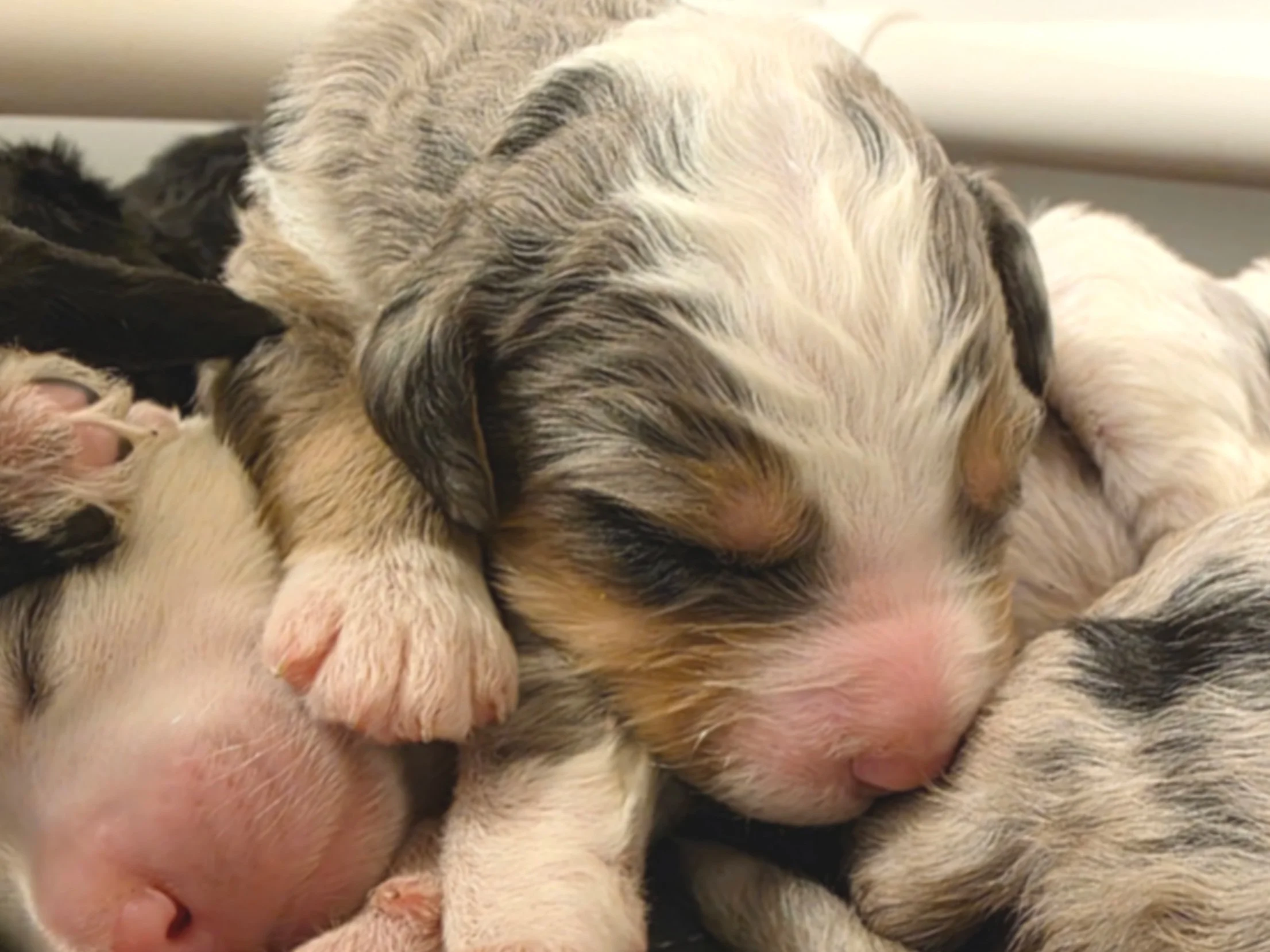 Cal - Male - Reserved