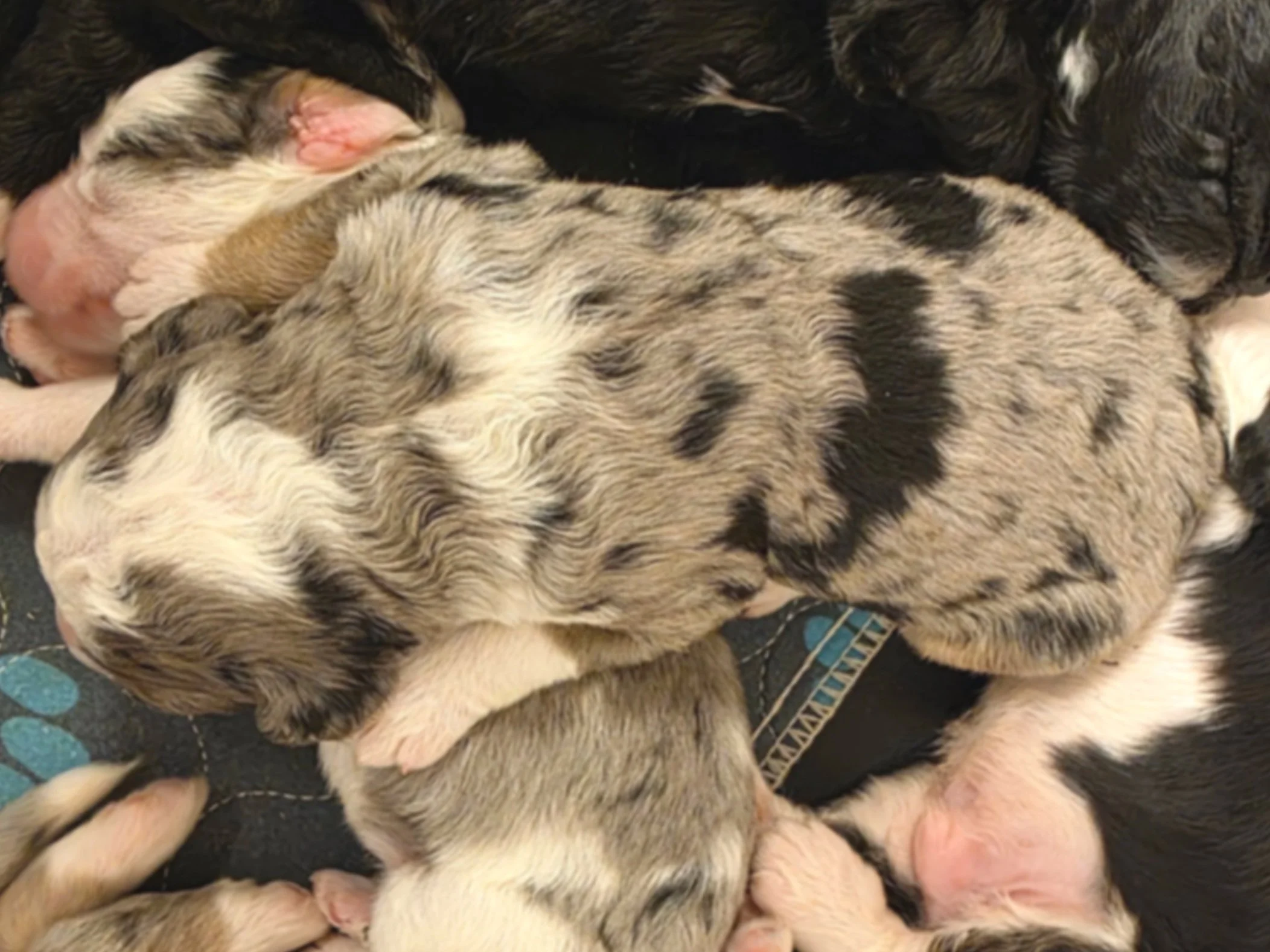 Cal - Male - Reserved