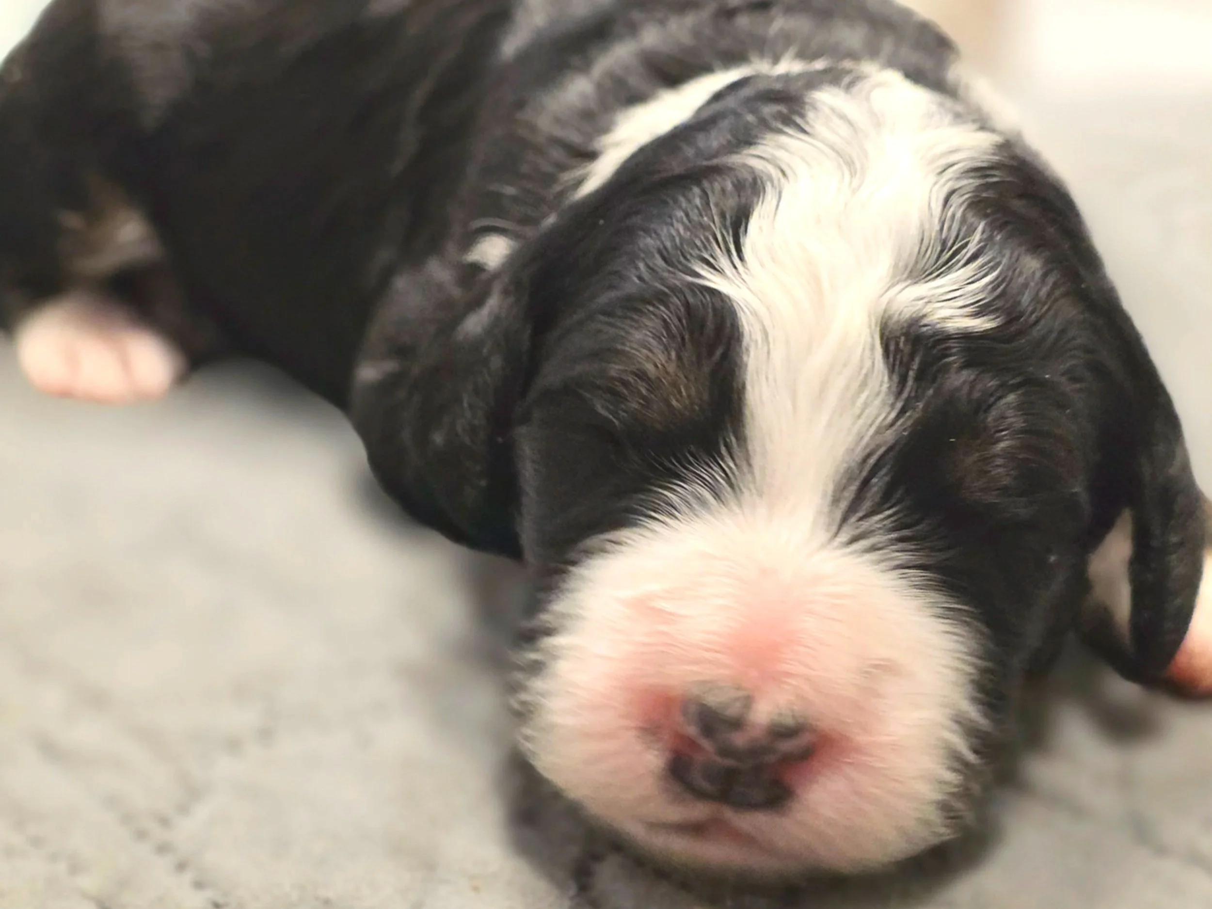 Camellia - Female - Available 